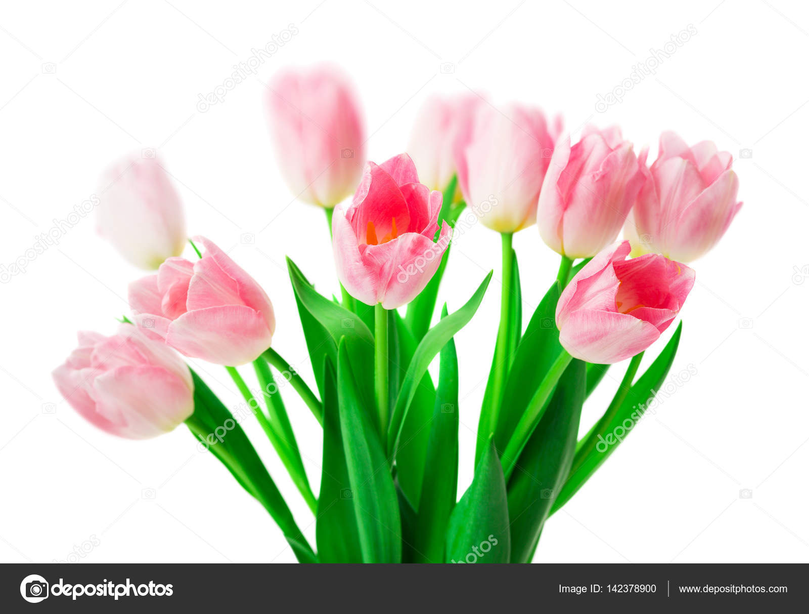 Beautiful Pink tulips flowers isolated on white background. — Stock ...