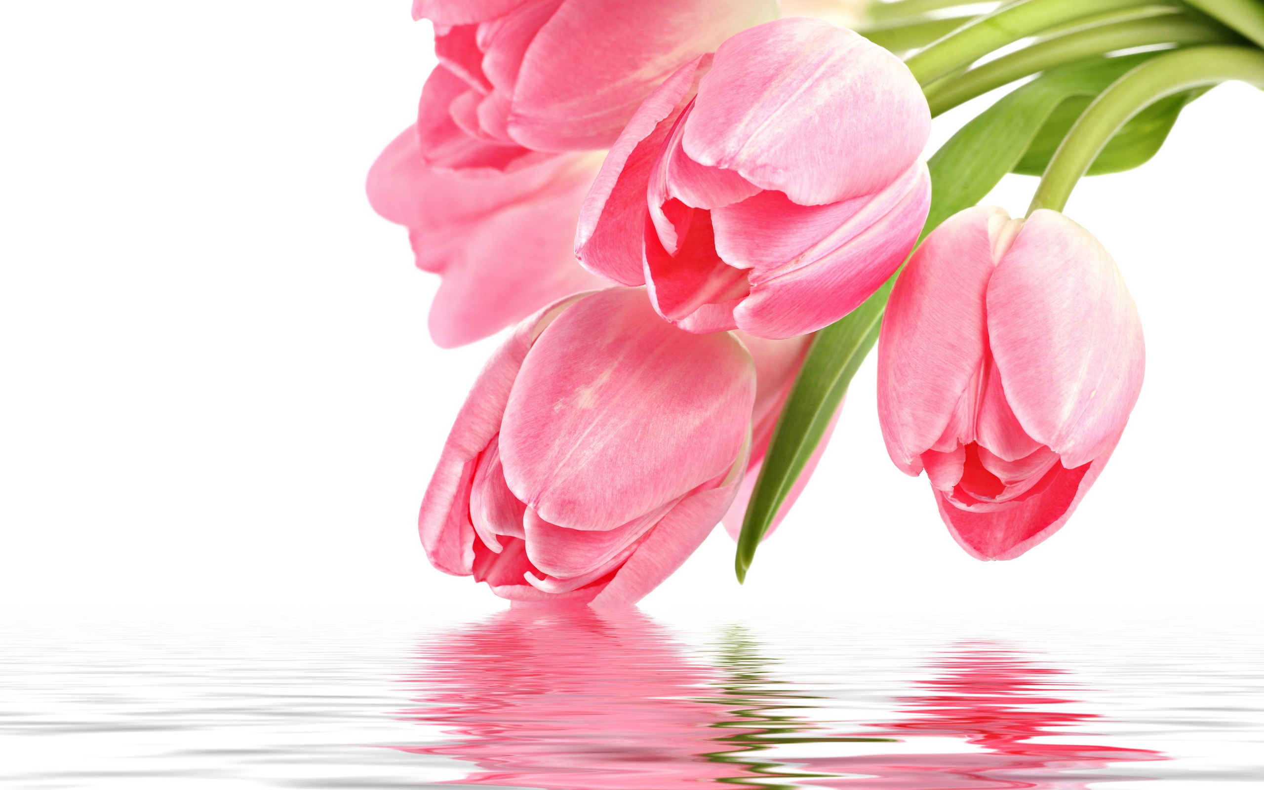 Download Pink Tulips 22698 2560x1600 px High Resolution Wallpaper ...