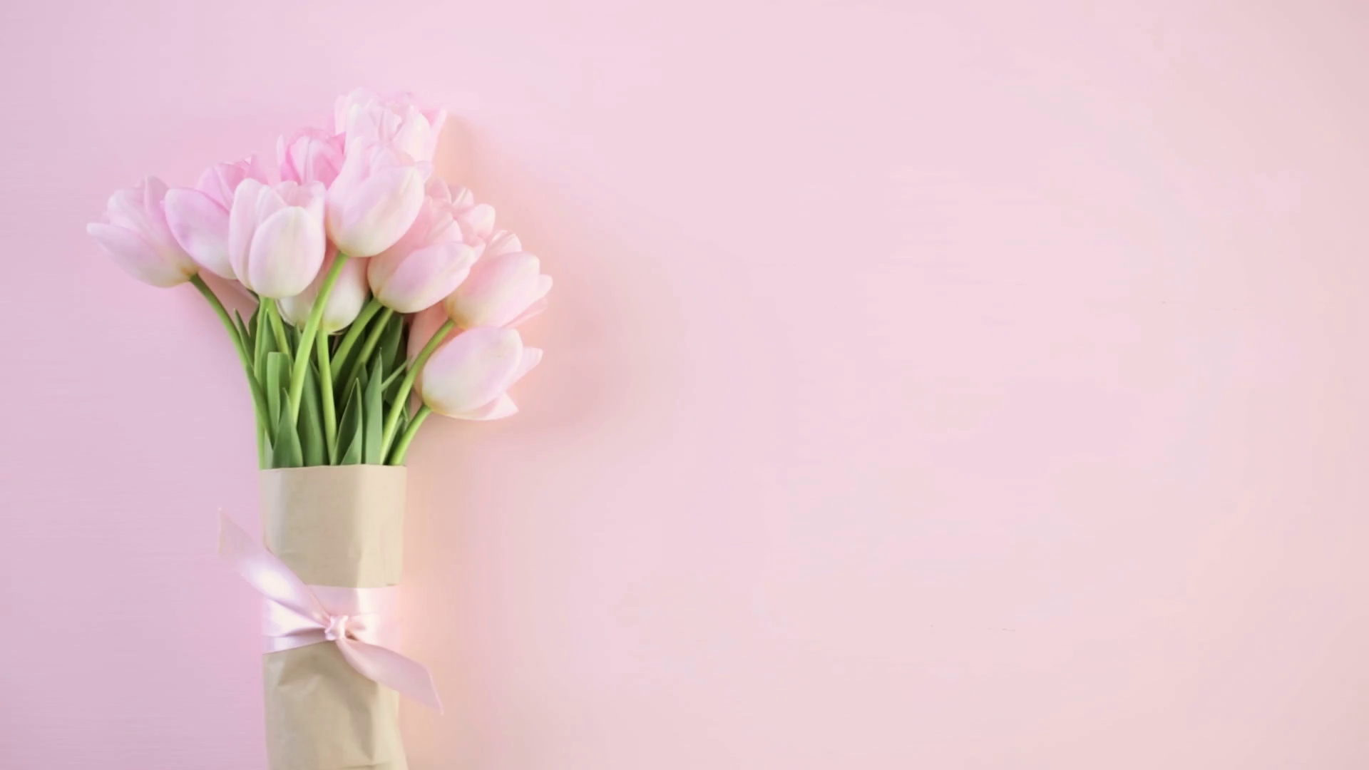 Bouquet of pink tulips on a pink background. Stock Video Footage ...