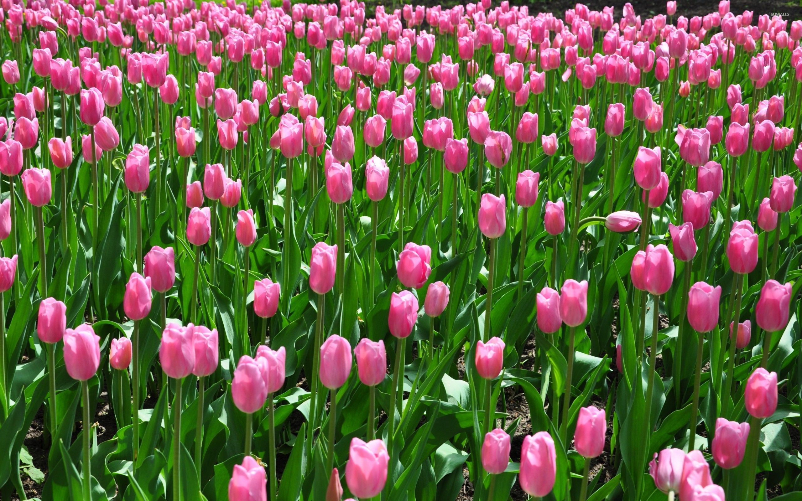 Pink tulips on the field wallpaper - Flower wallpapers - #53203