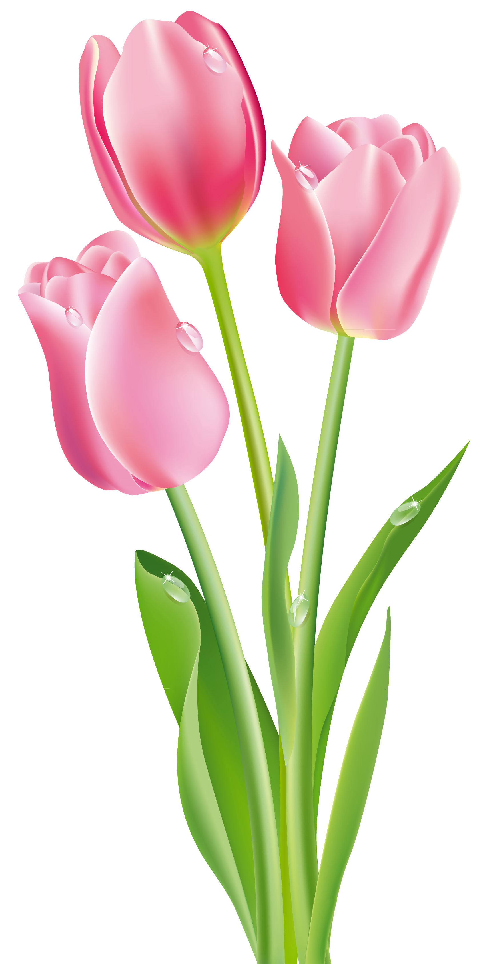 Pink Tulips PNG Clipart Image | Gallery Yopriceville - High-Quality ...