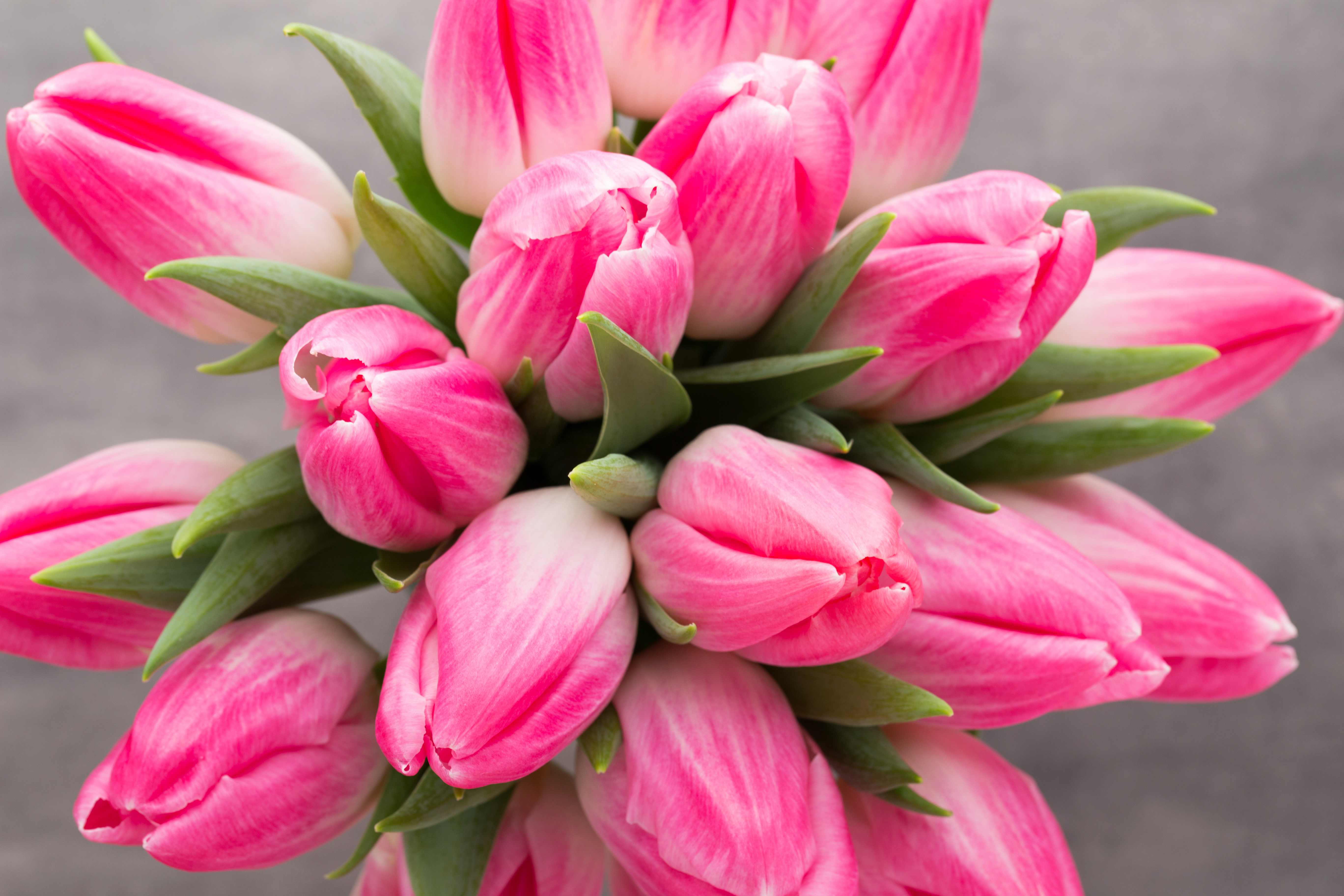 Wallpaper Pink tulips, HD, 5K, Flowers, #6909