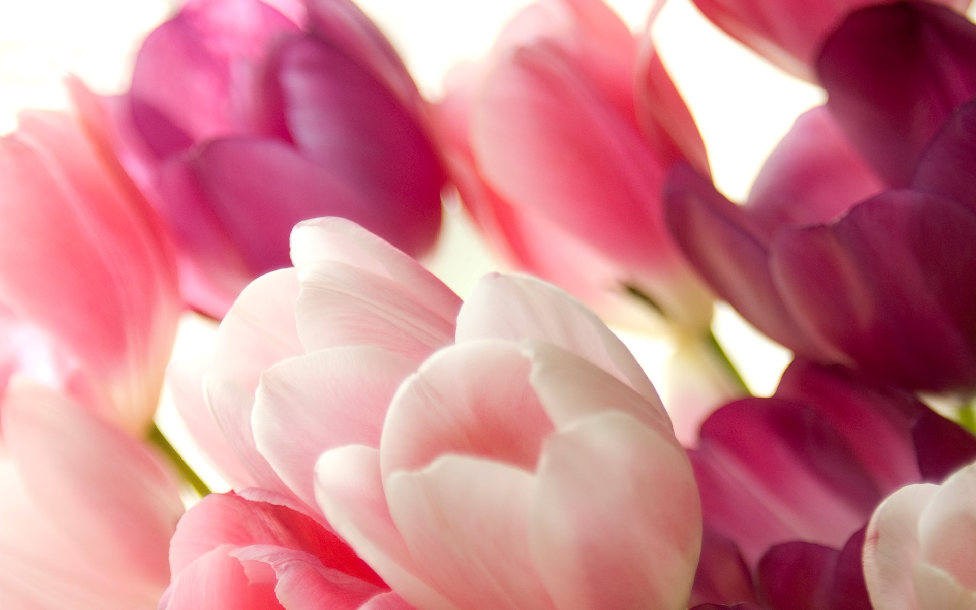 Bouquet of pink tulips macro wallpaper | flowers | Wallpaper Better