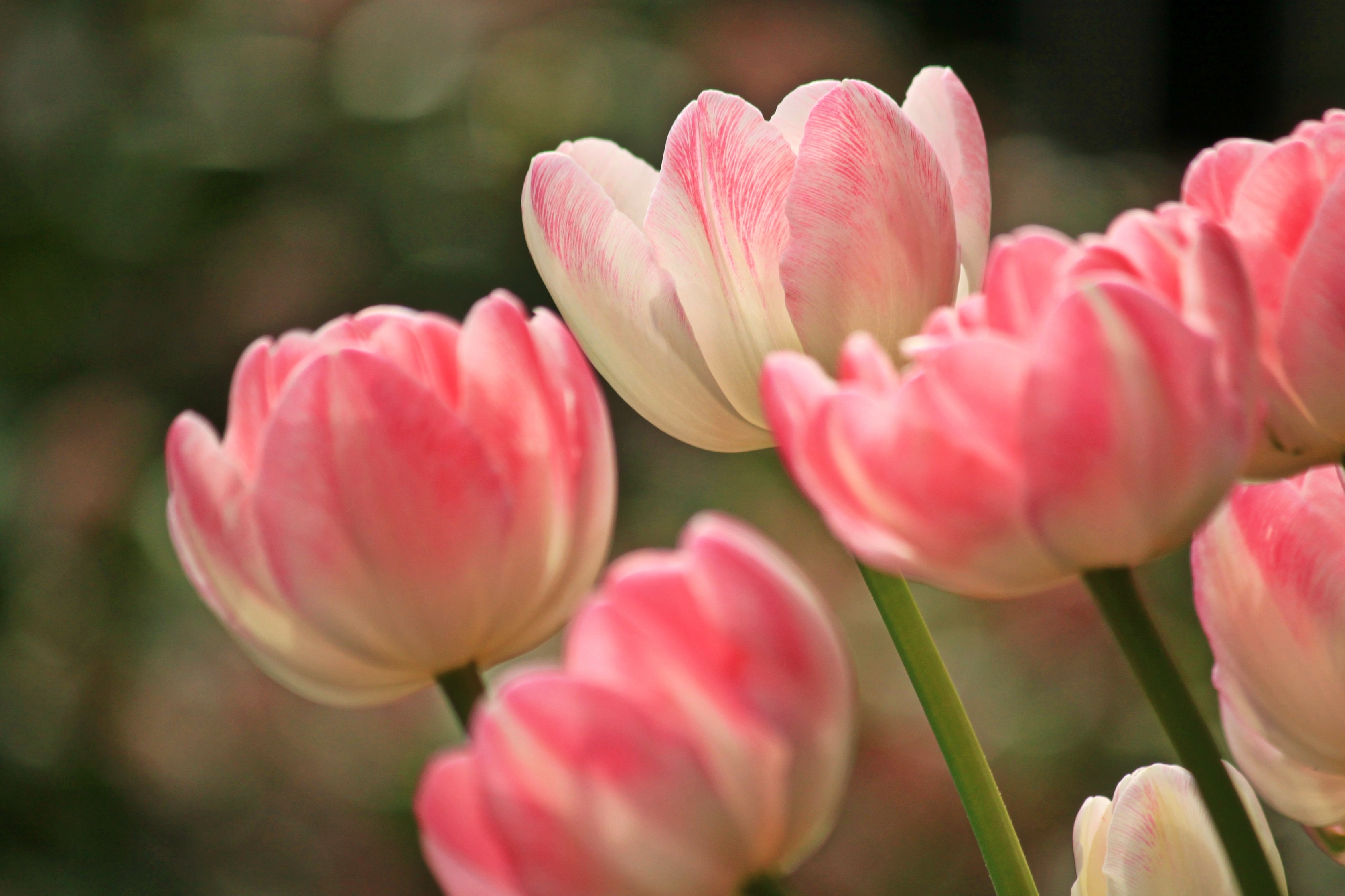 Фиалка pink tulip фото