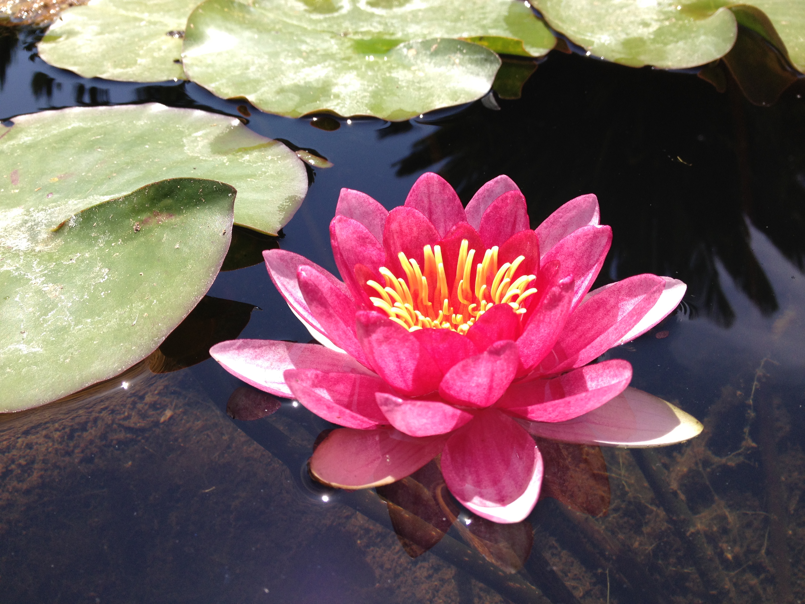 Free photo: Water Lilies Detail - Free Download - Jooinn