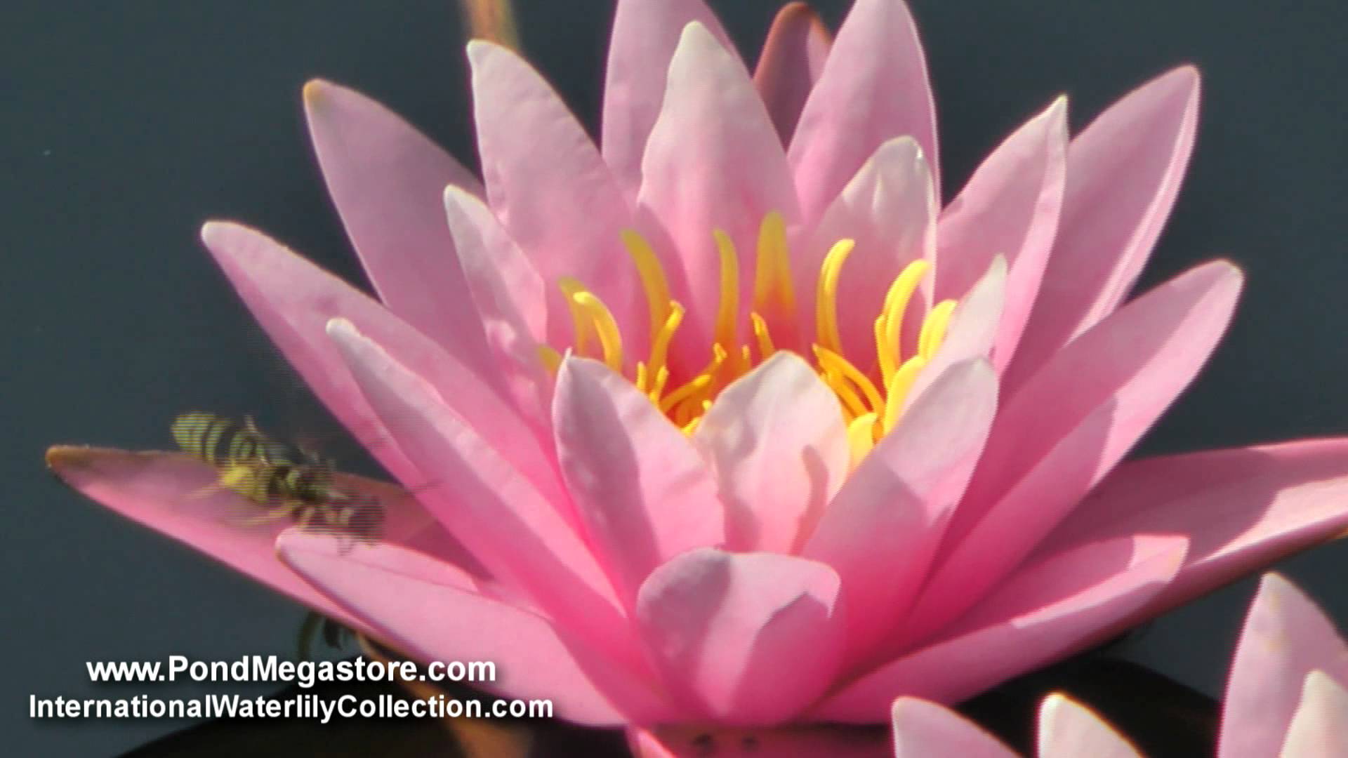 Pink Sensation Waterlily - watergarden water lily - YouTube
