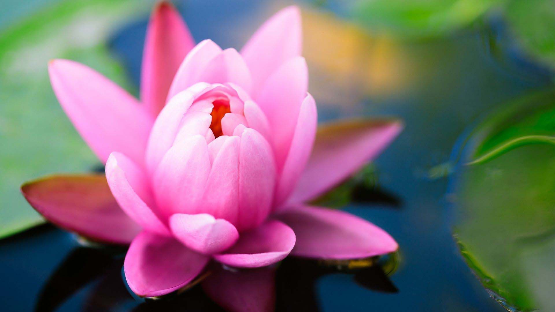 Flower Pink Water Lily Screensaver 1920x1080 Wallpaper - Cool PC ...