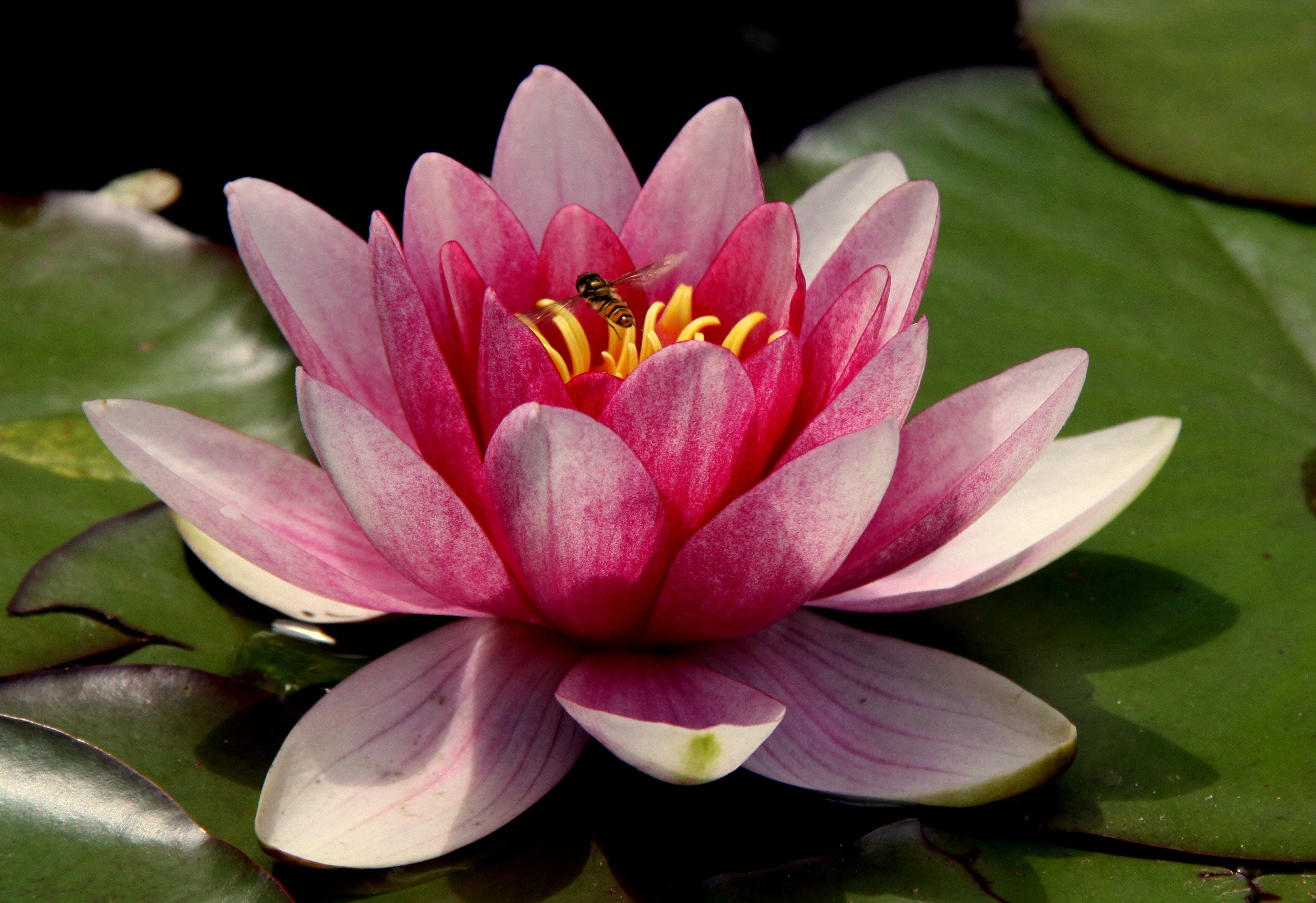 Pink water lilies photo