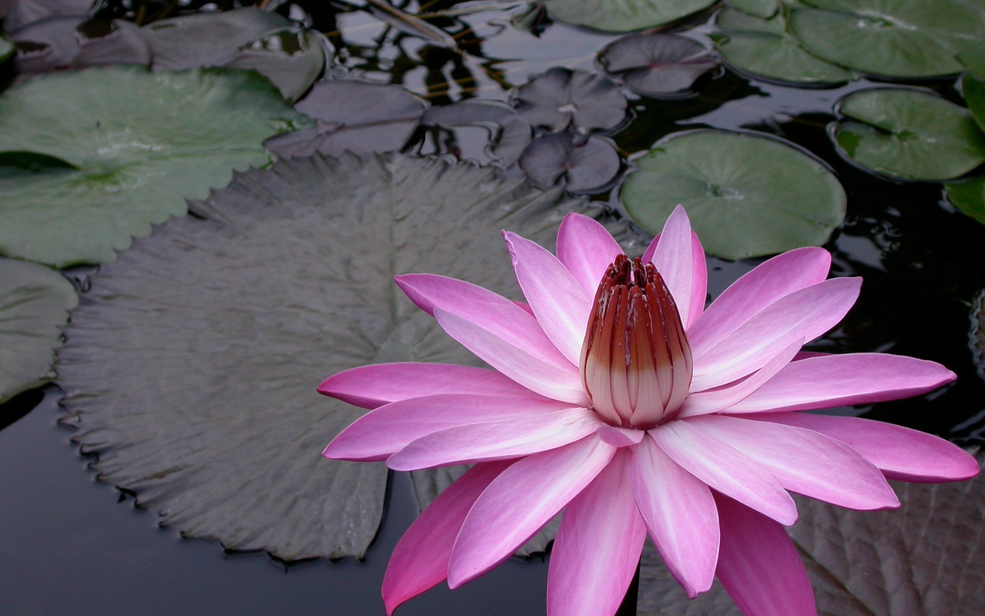 Pink Night-Blooming Water Lily – Loch Ness Water Gardens