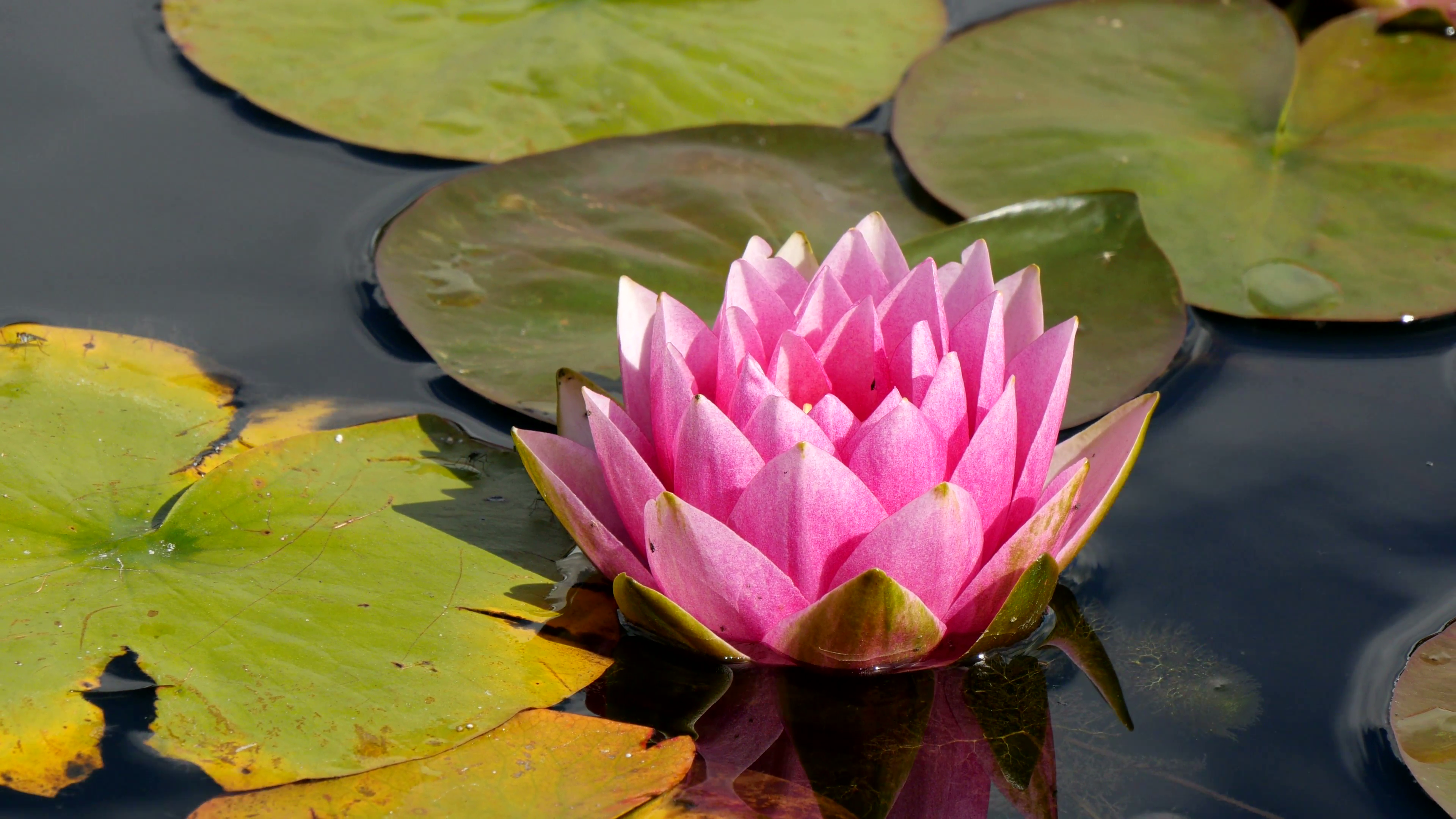 Pink water lily in a pond Stock Video Footage - Videoblocks