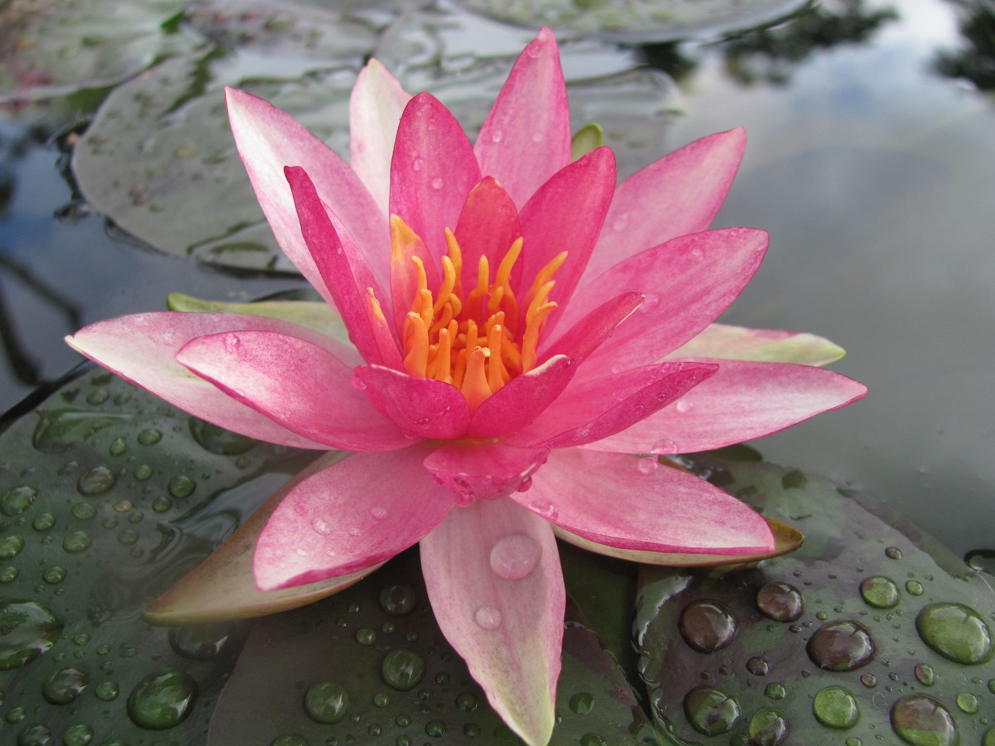 Pink Sparkle Water Lily | PondMegastore Waterlilies, Pond Plants ...