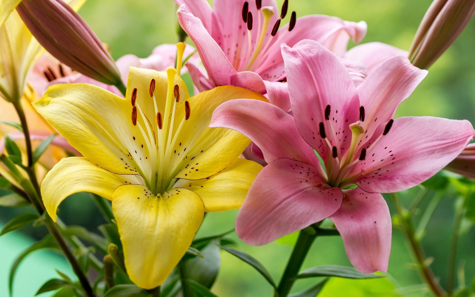 Wallpaper Pink and yellow lily flowers 1920x1200 HD Picture, Image