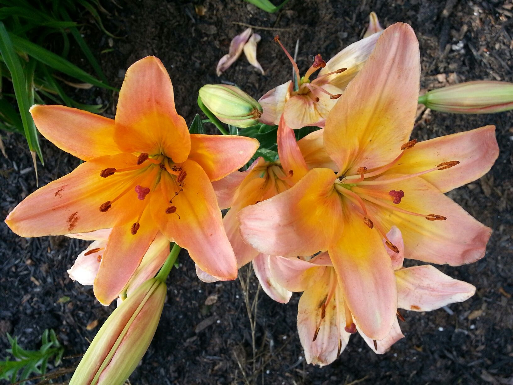 Pink/yellow lily 2014 | My Garden | Pinterest | Pink yellow and Gardens