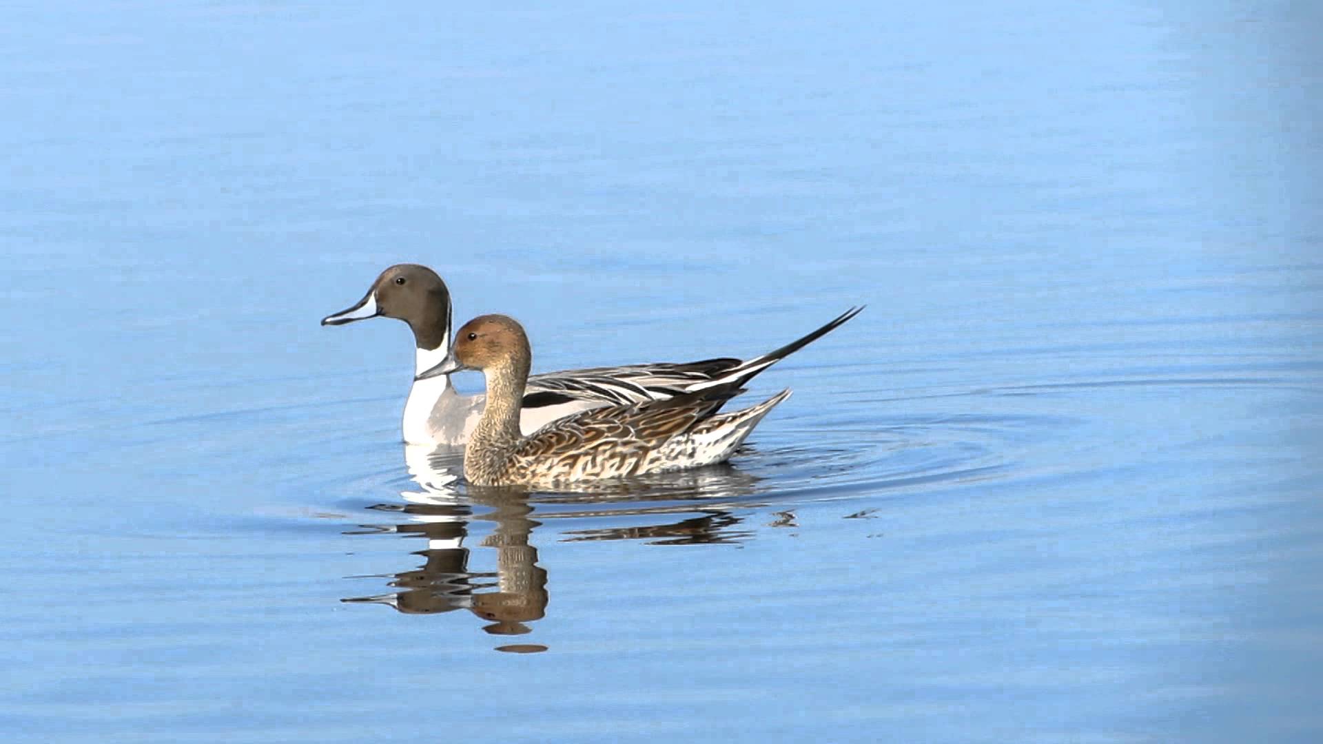 Pintail Ducks: Male & Female - YouTube