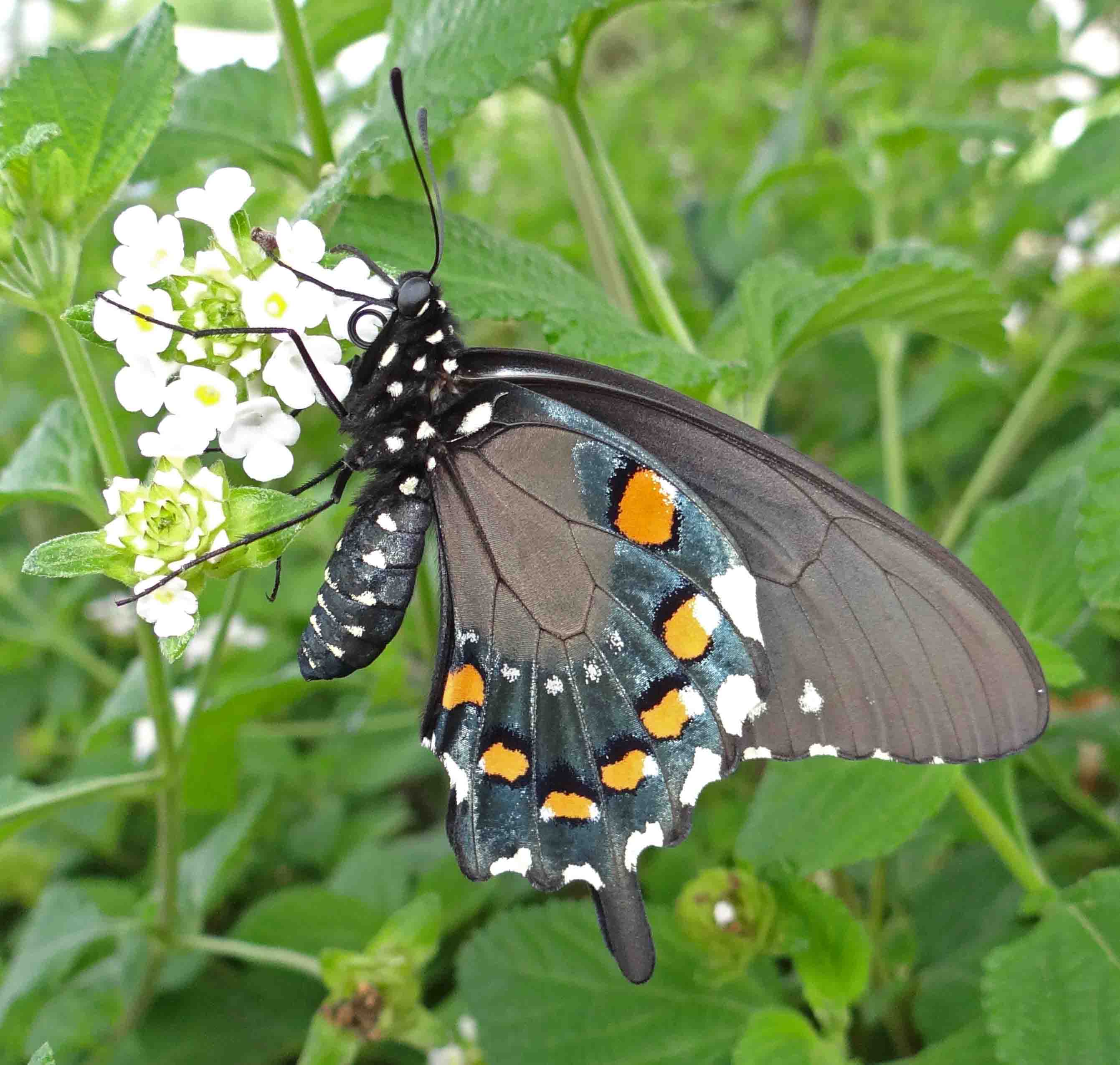 Pipevine swallowtail butterfly photo