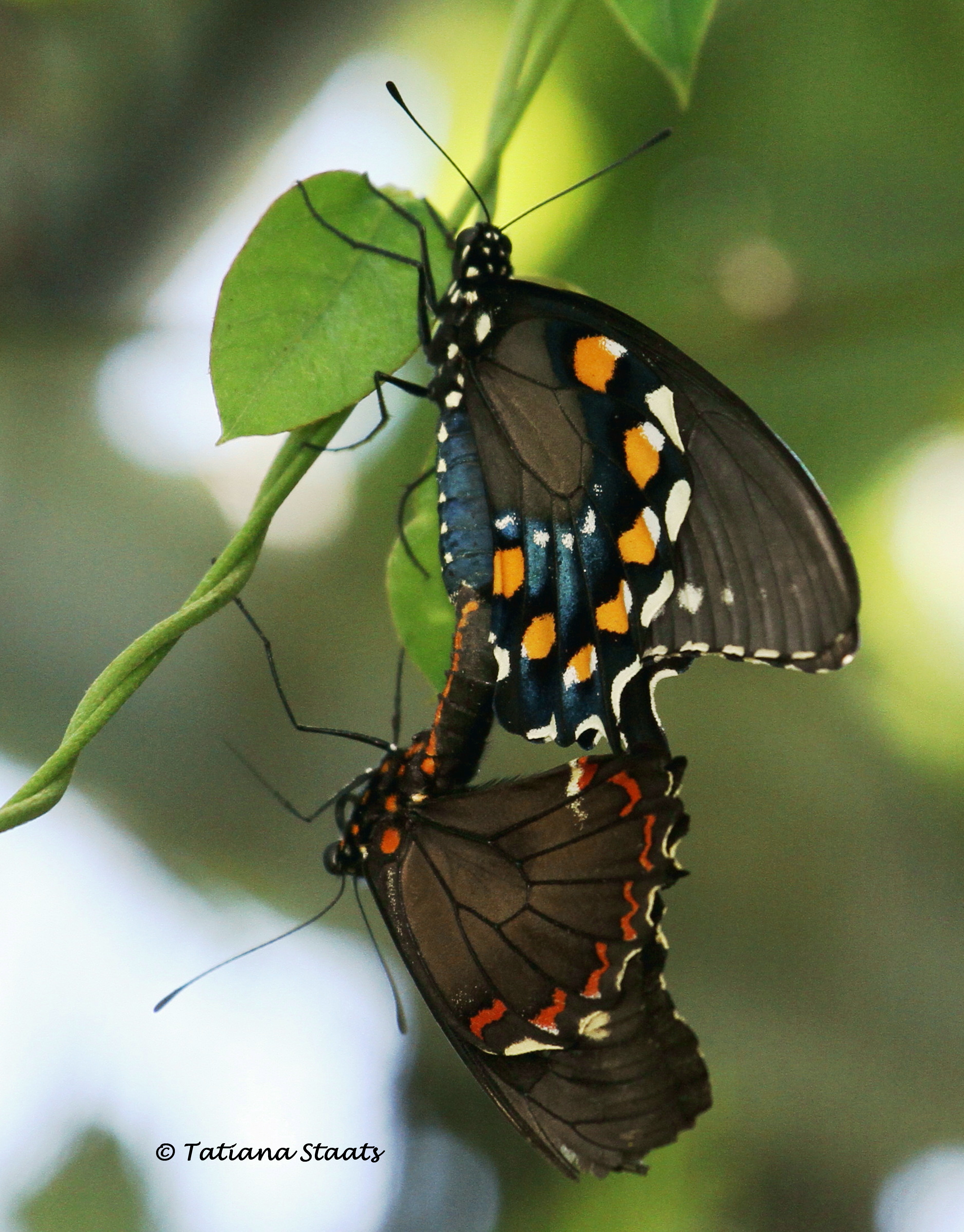 Pipevine Swallowtail Battus philenor (Linnaeus, 1771) | Butterflies ...