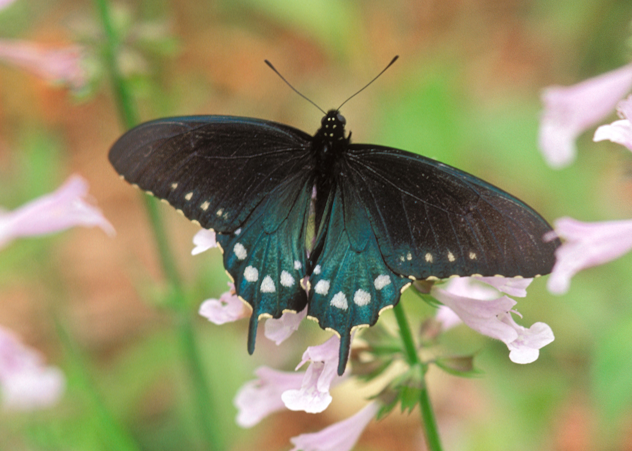 Pipevine Swallowtail - Alabama Butterfly Atlas