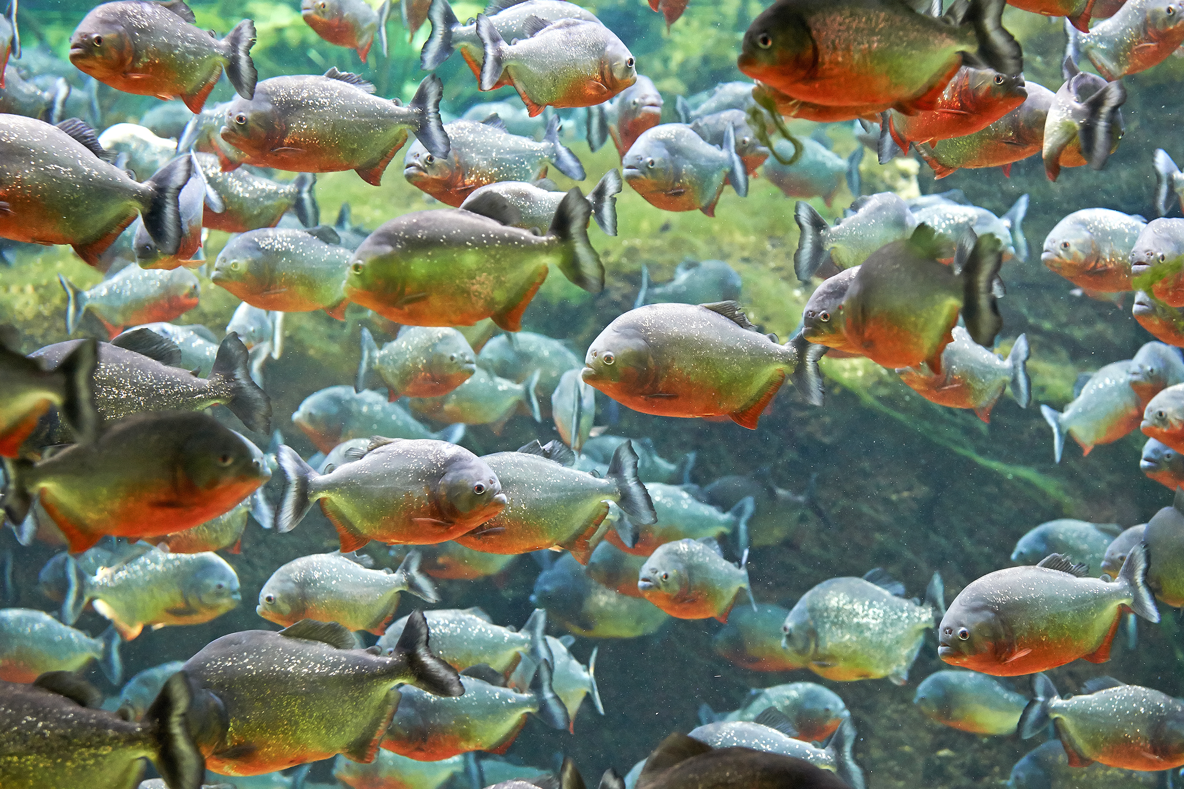Could Piranha Really Turn You Into a Skeleton in a Matter of Minutes?