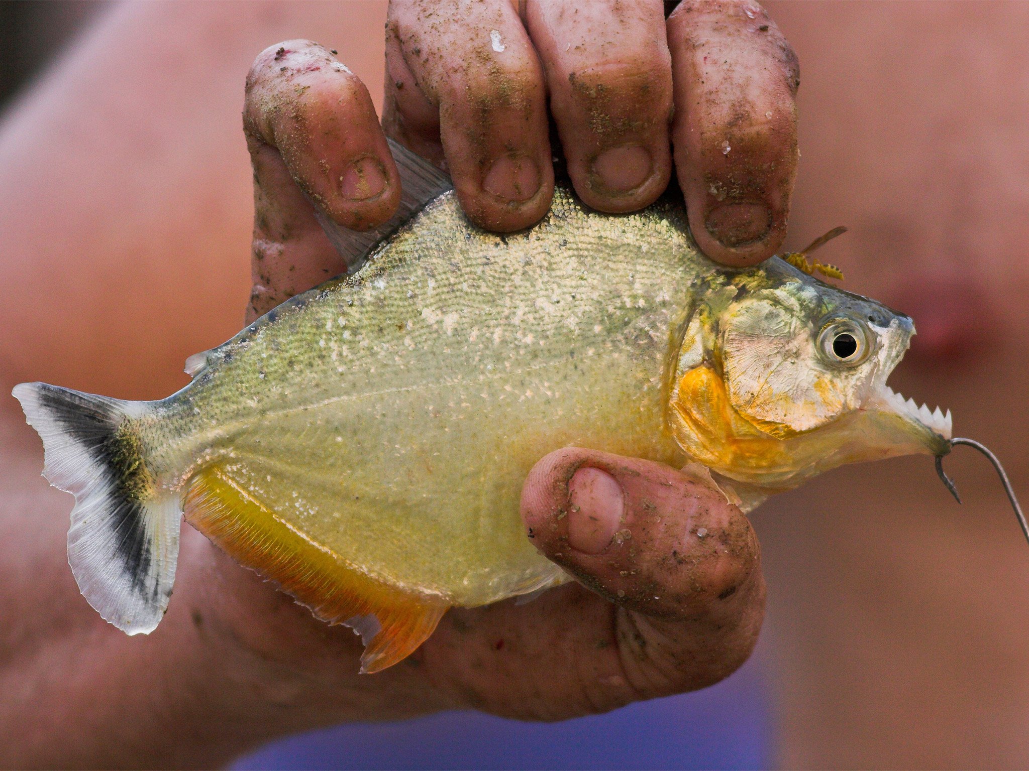 Piranha attacks on swimmers in Brazil leave over 50 people injured ...