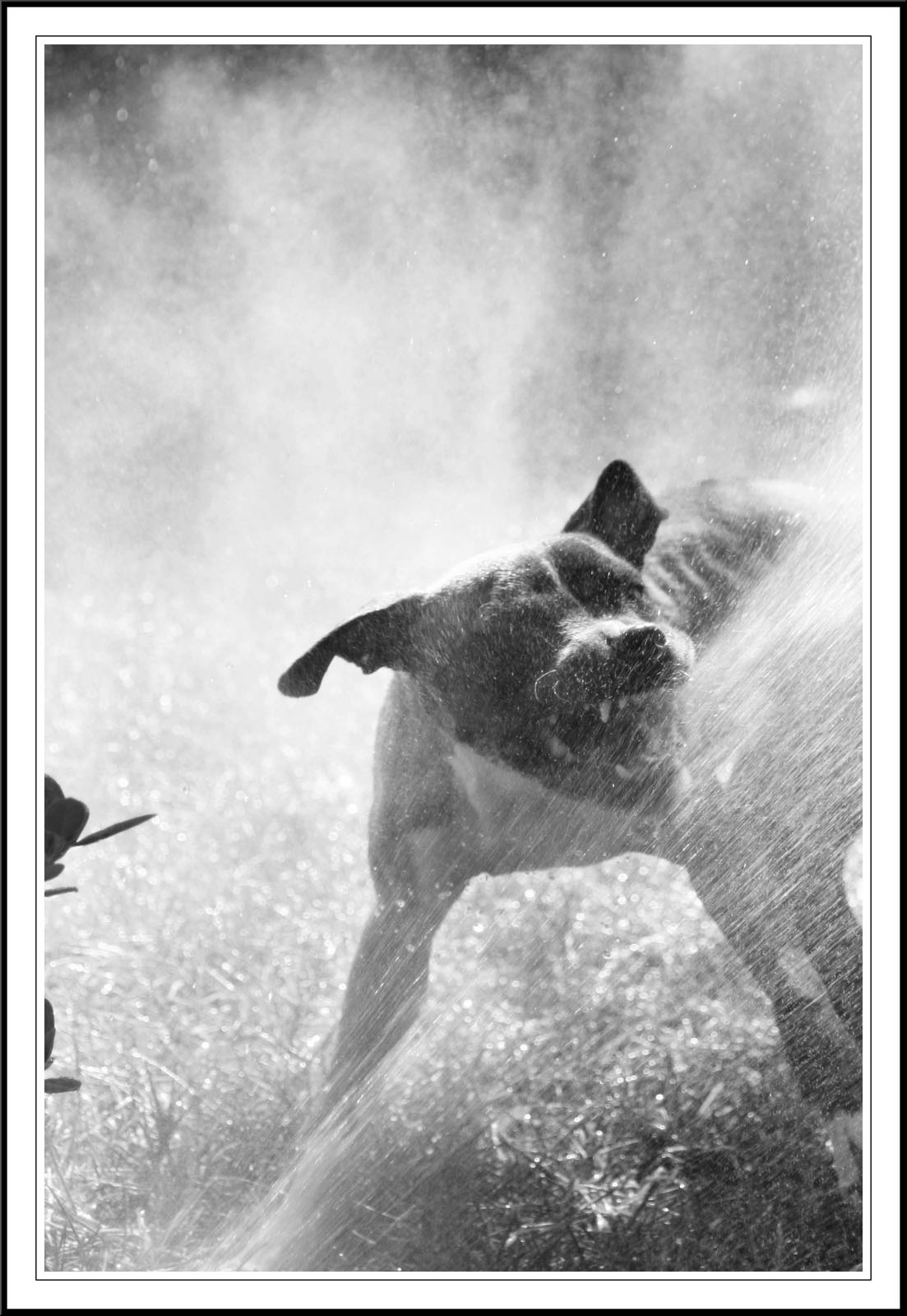 Pit bull attacking water photo