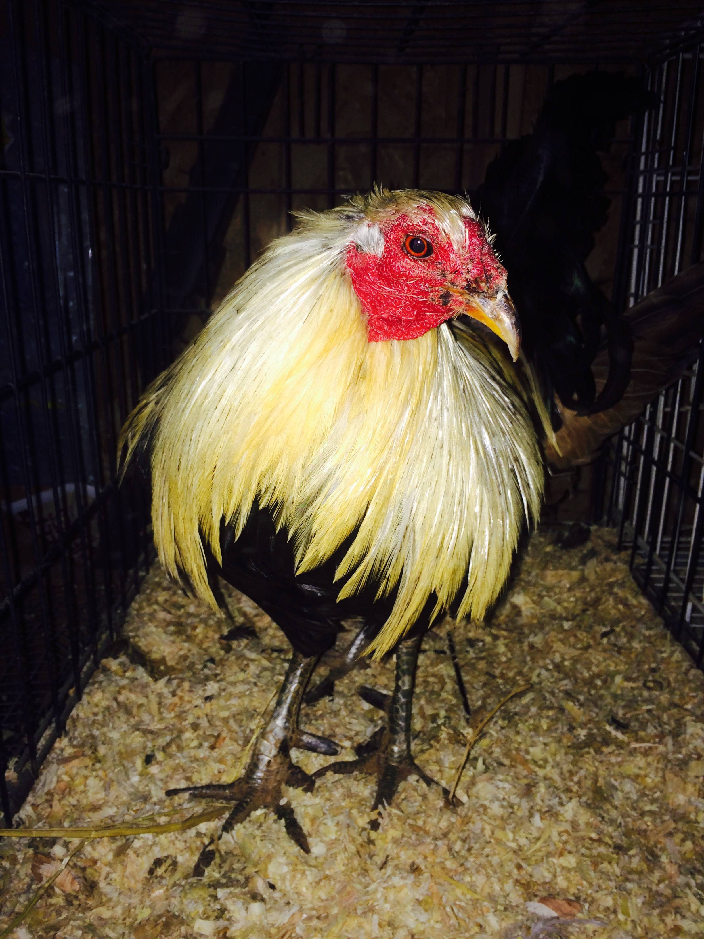I provided a new home for a rescued fighting cock today. He's a real ...