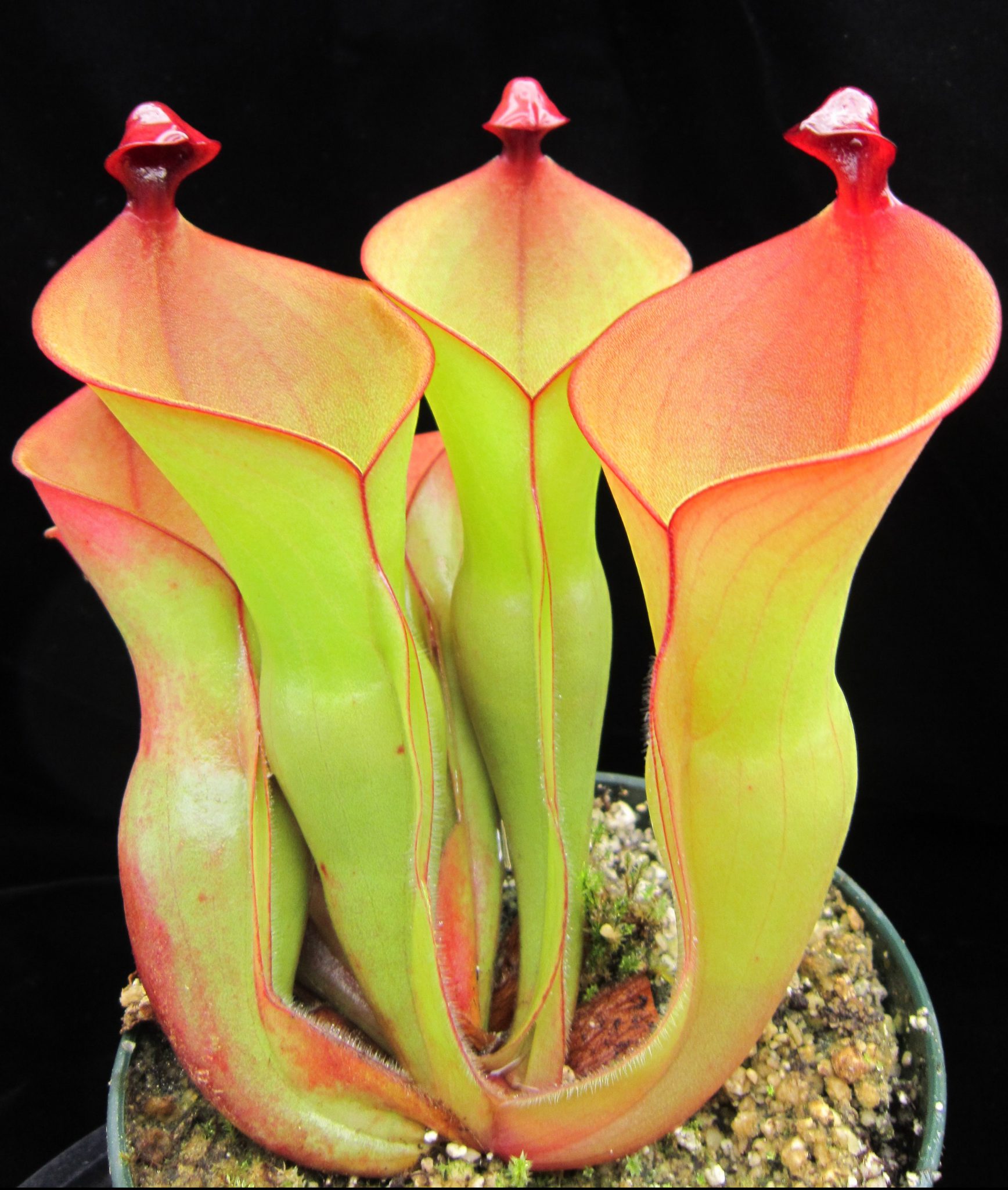 Sun Pitcher Plant (Heliamphora) - Carnivorous Plant Resource