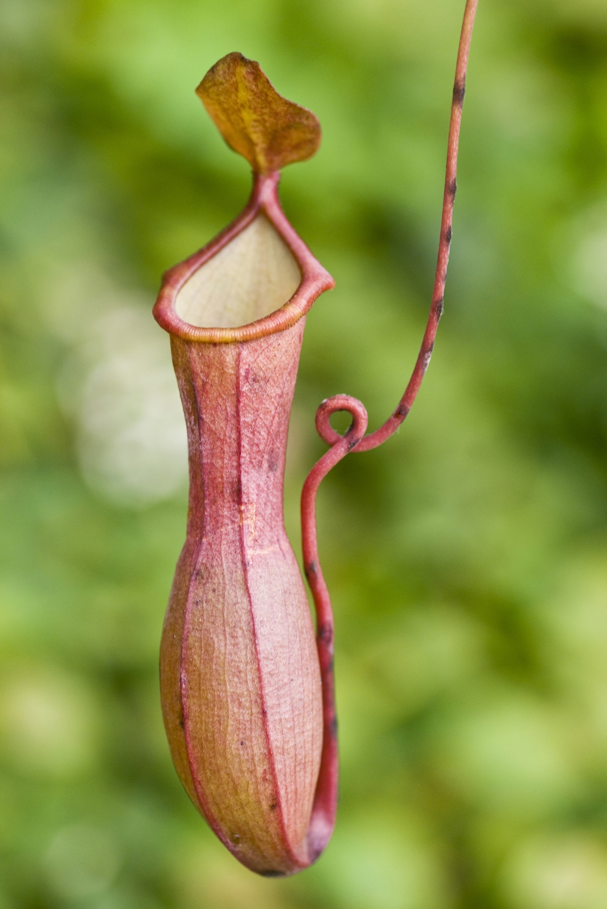 Information About the Pitcher Plant With Amazing Pictures