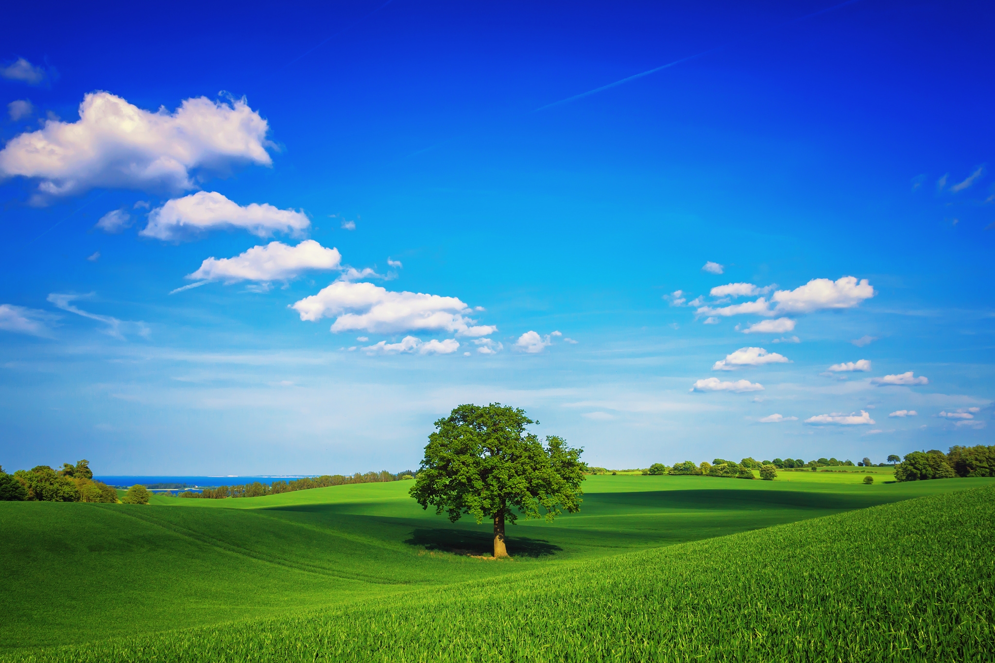 Download wallpaper 2048x1365 tree, field, plain, green, sky, lonely ...