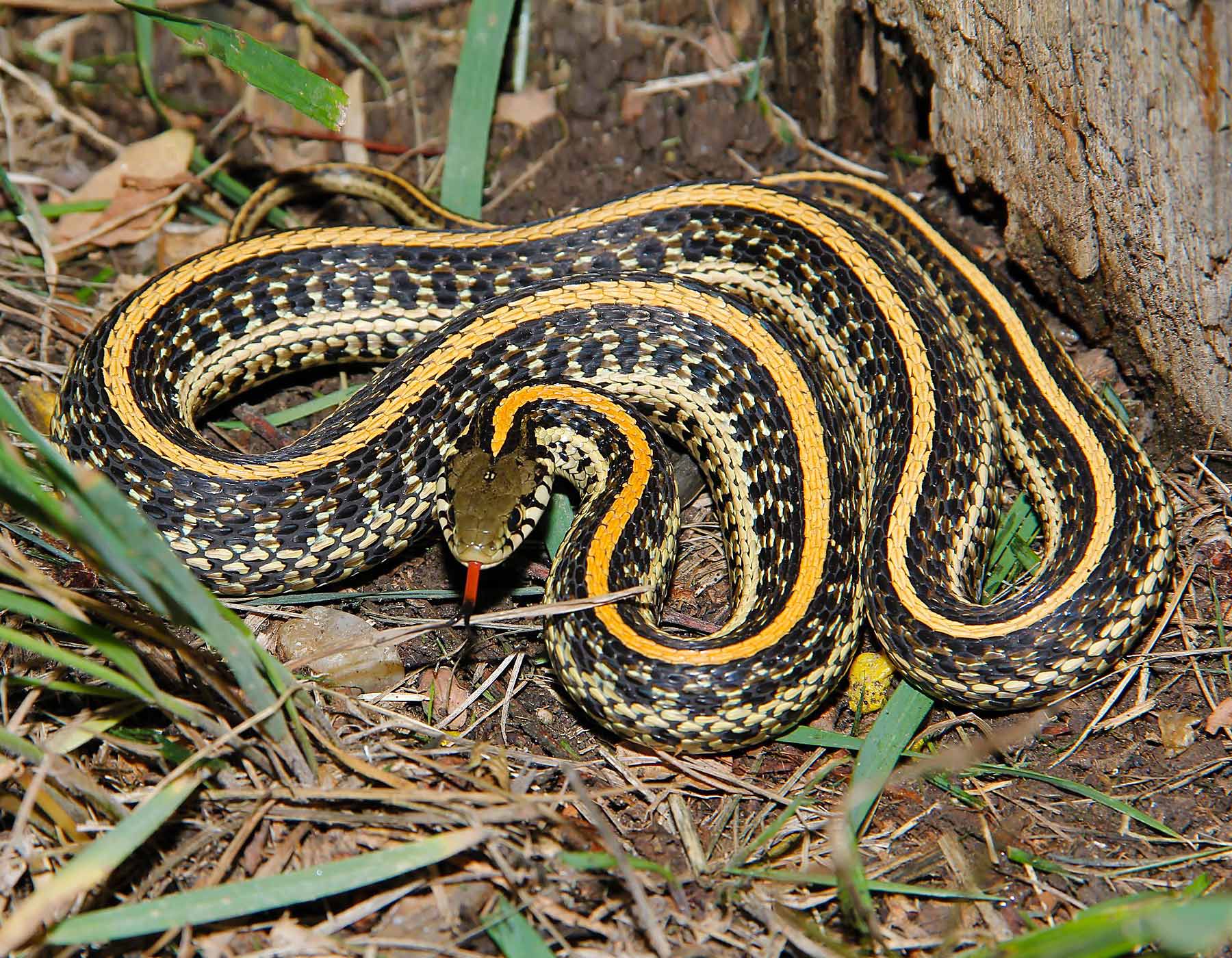 Plains Gartersnake Plains Garter Snake | MDC Discover Nature