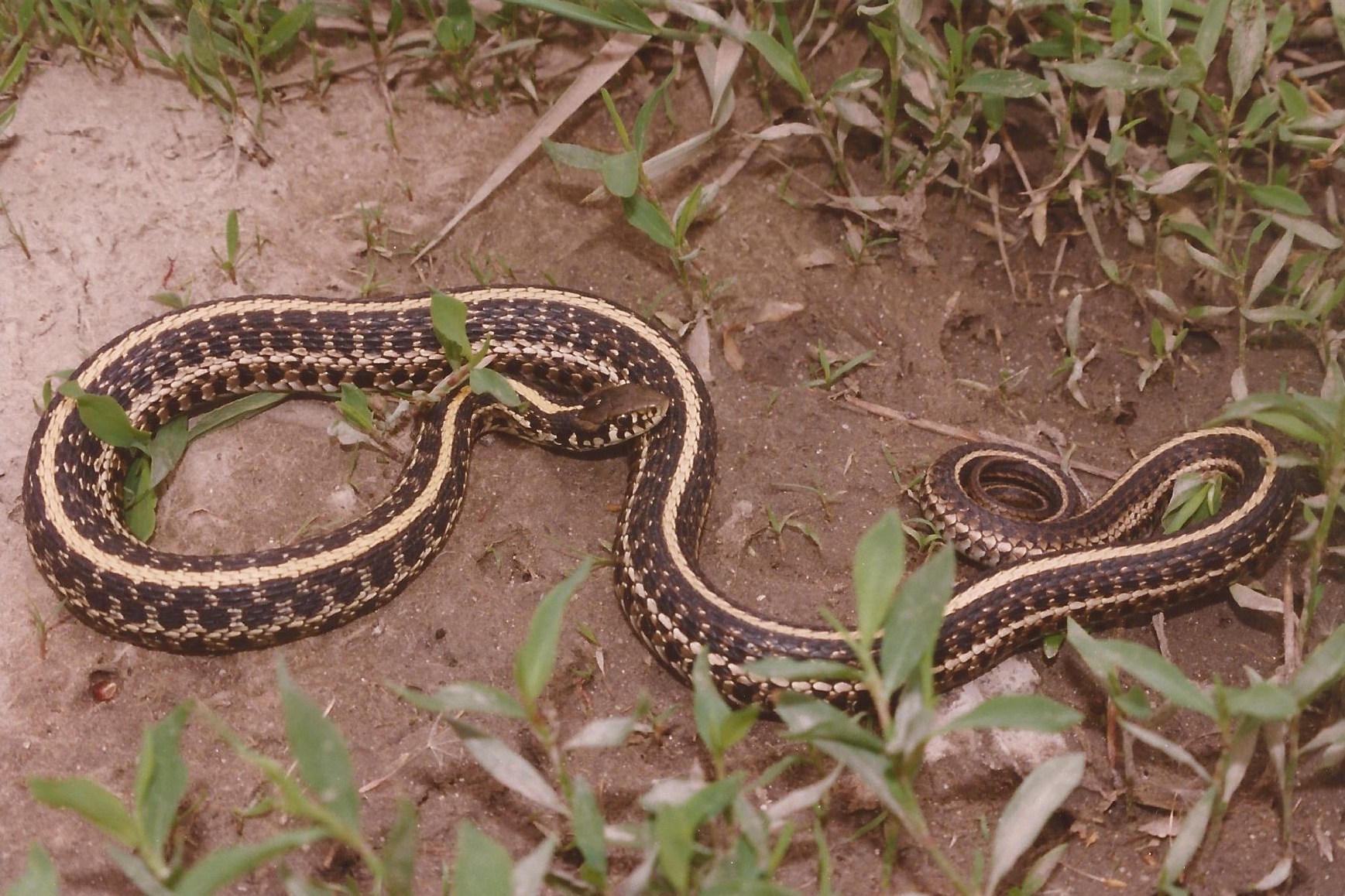 Plains Garter Snake | Reptile & Amphibian Discovery Zoo