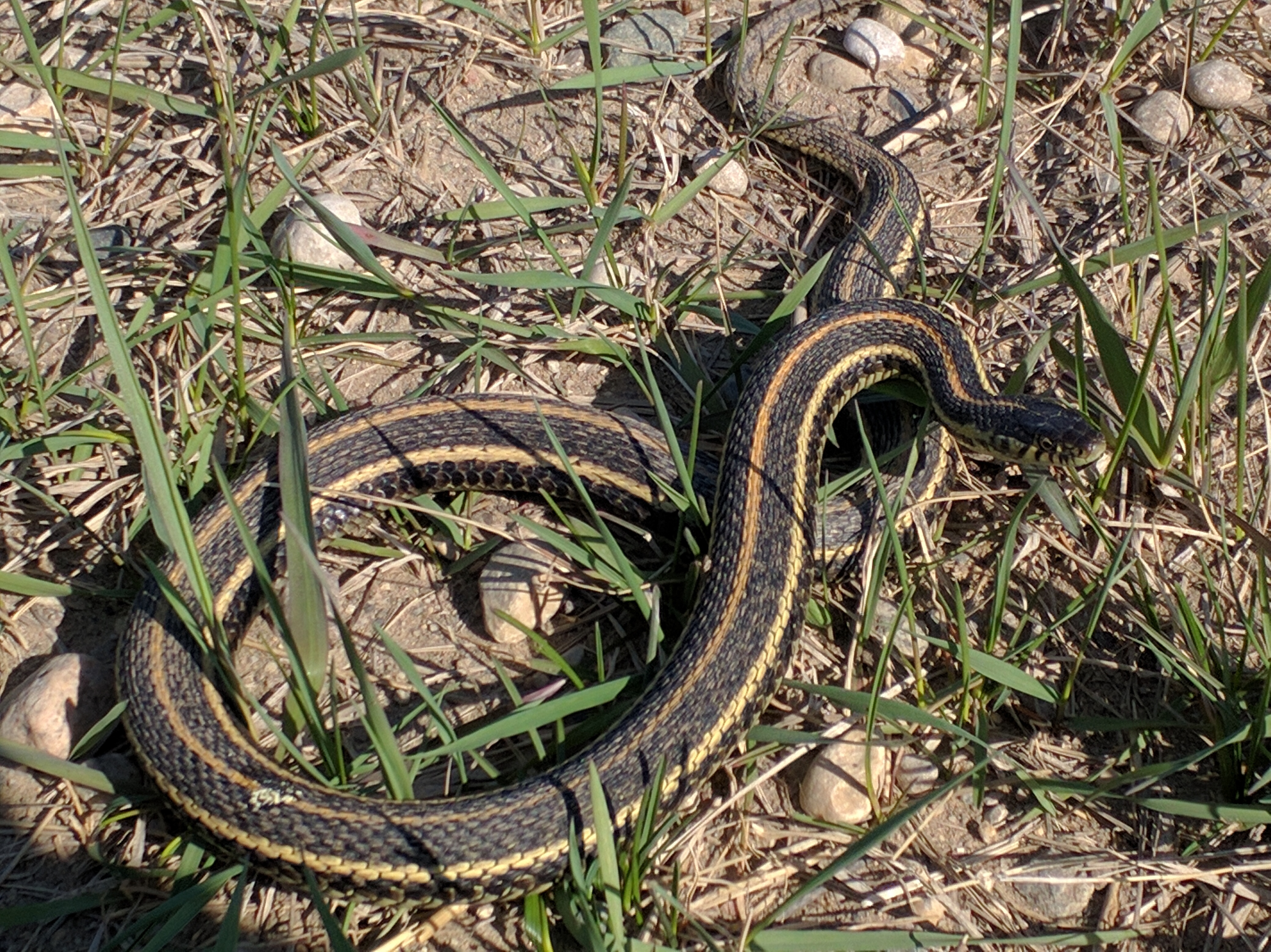 File:Plains Garter Snake - Flickr - GregTheBusker.jpg - Wikimedia ...