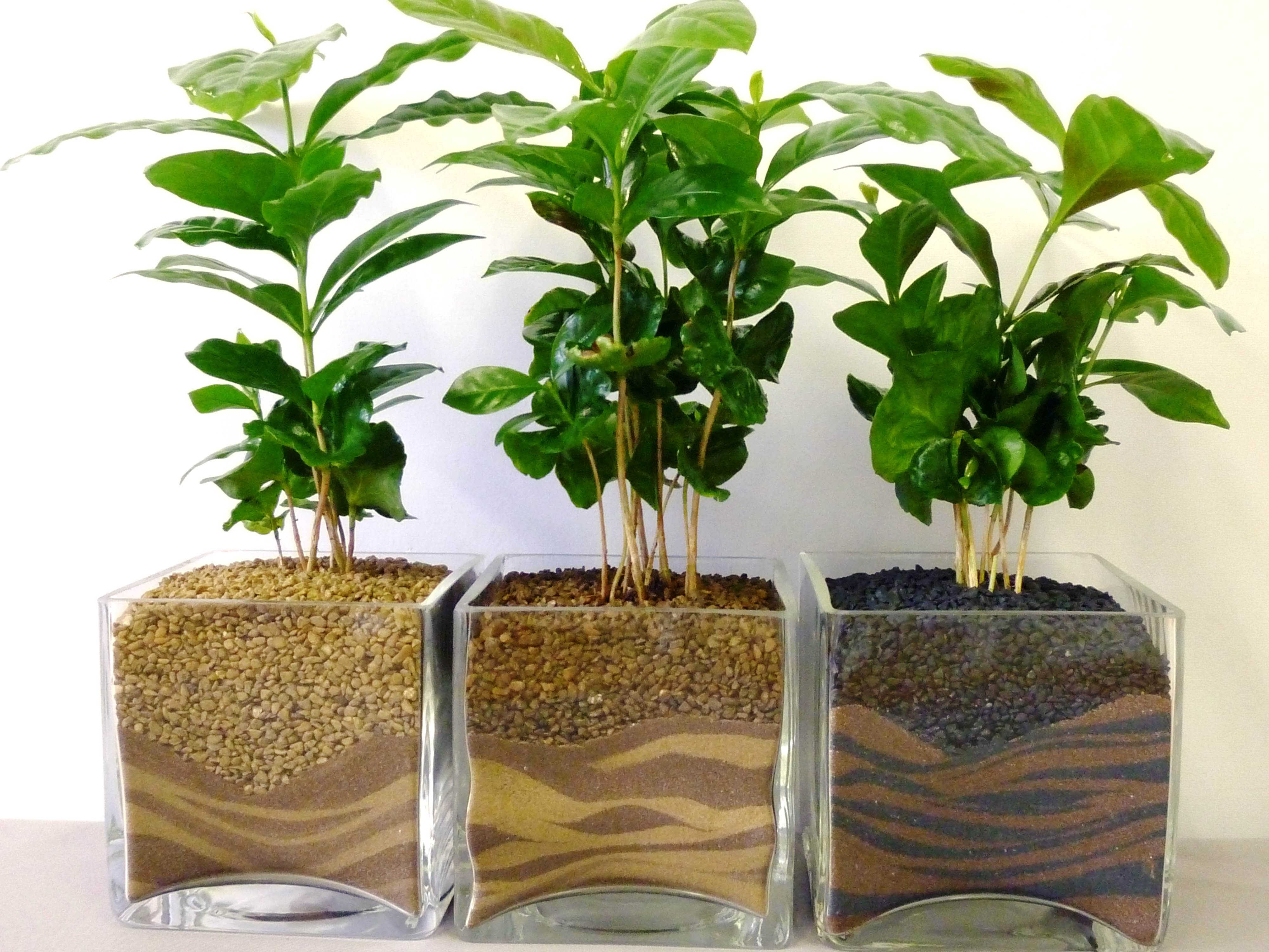 Inner Growth » Blog Archive » How to Take Care of your Coffea ...