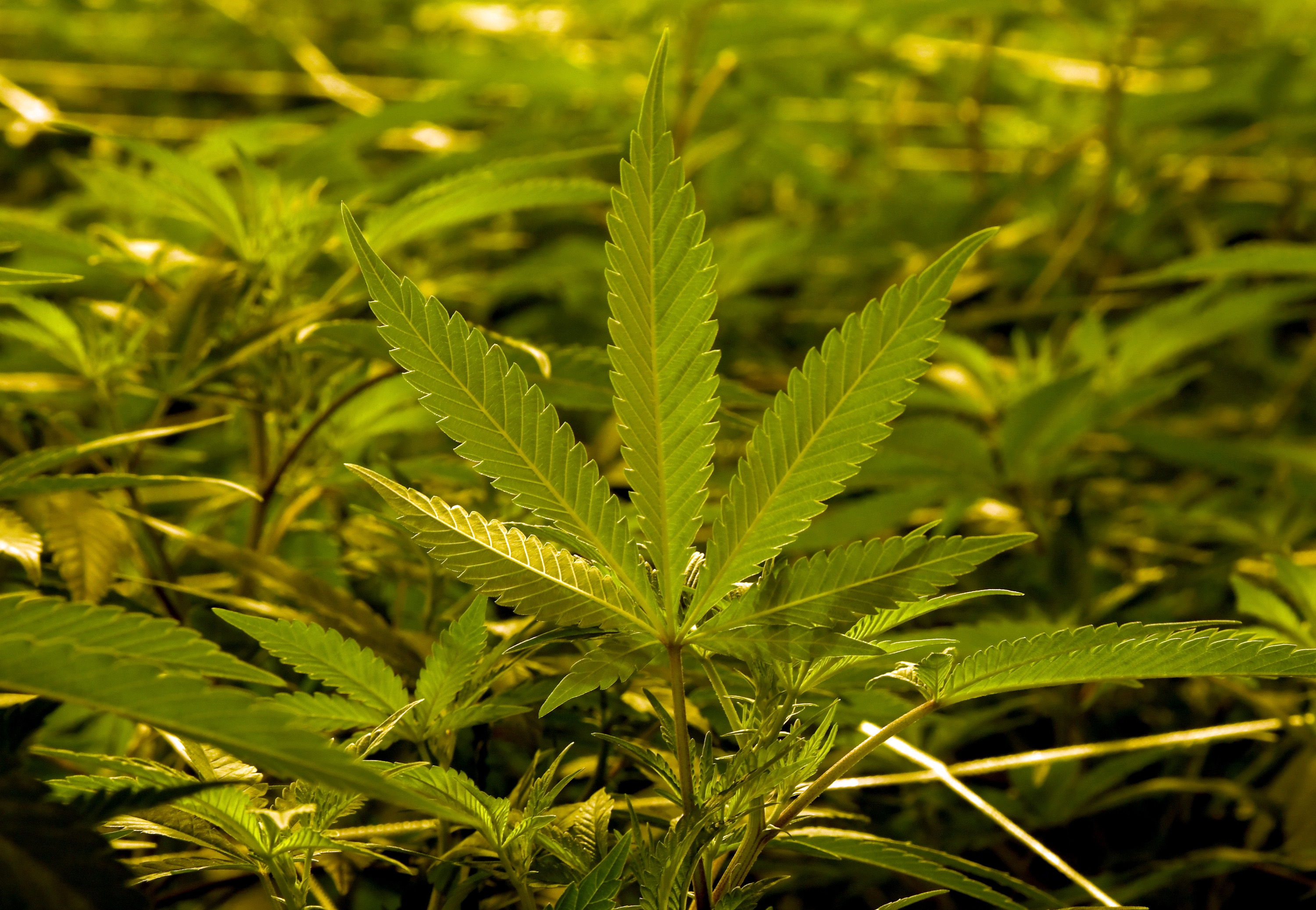 Epilepsy Drug Made From Marijuana Plant Gets Backing From FDA Staff ...