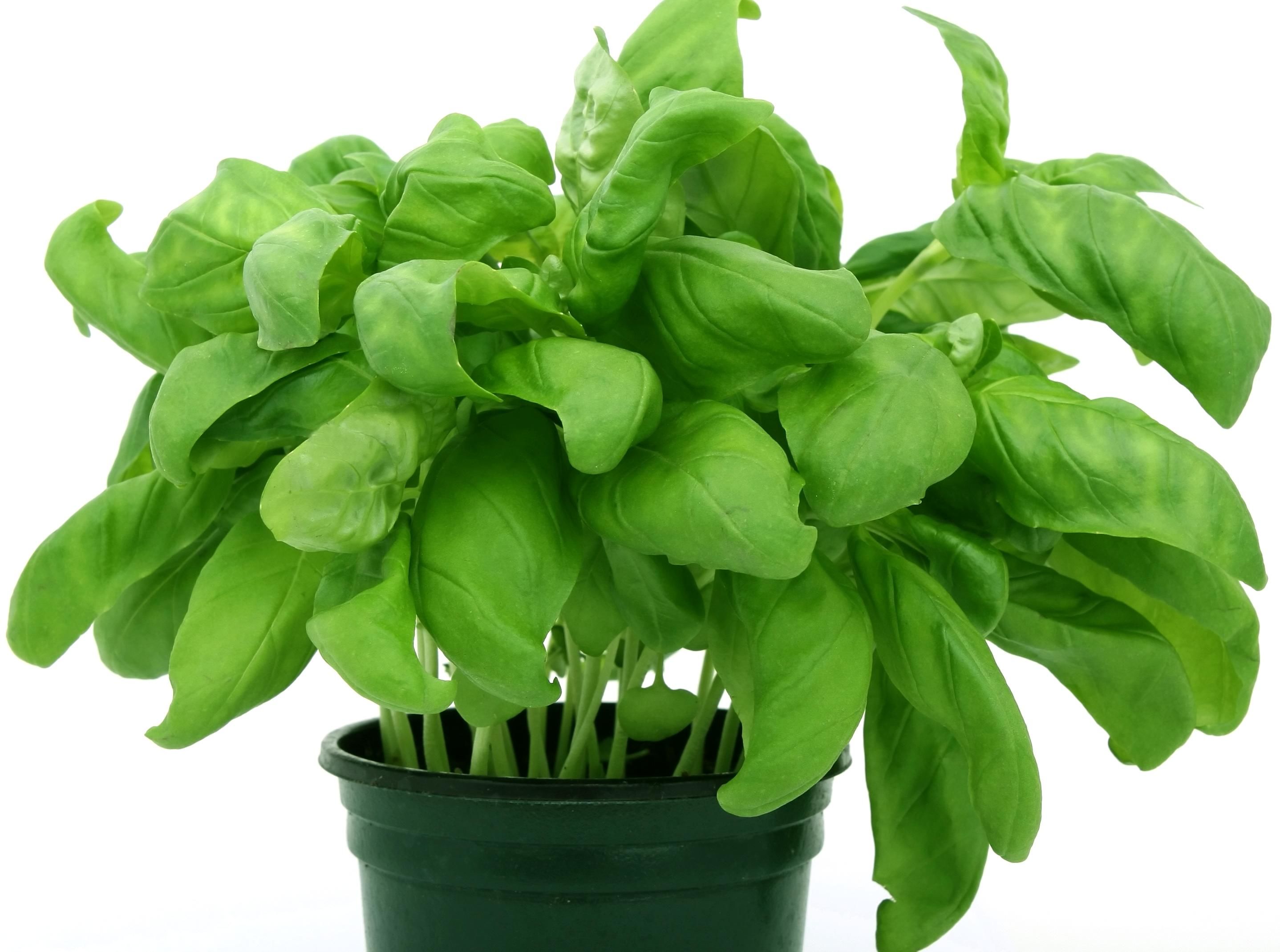 Free picture: leaf, basil, spice, nature, herb, flora, aromatic ...
