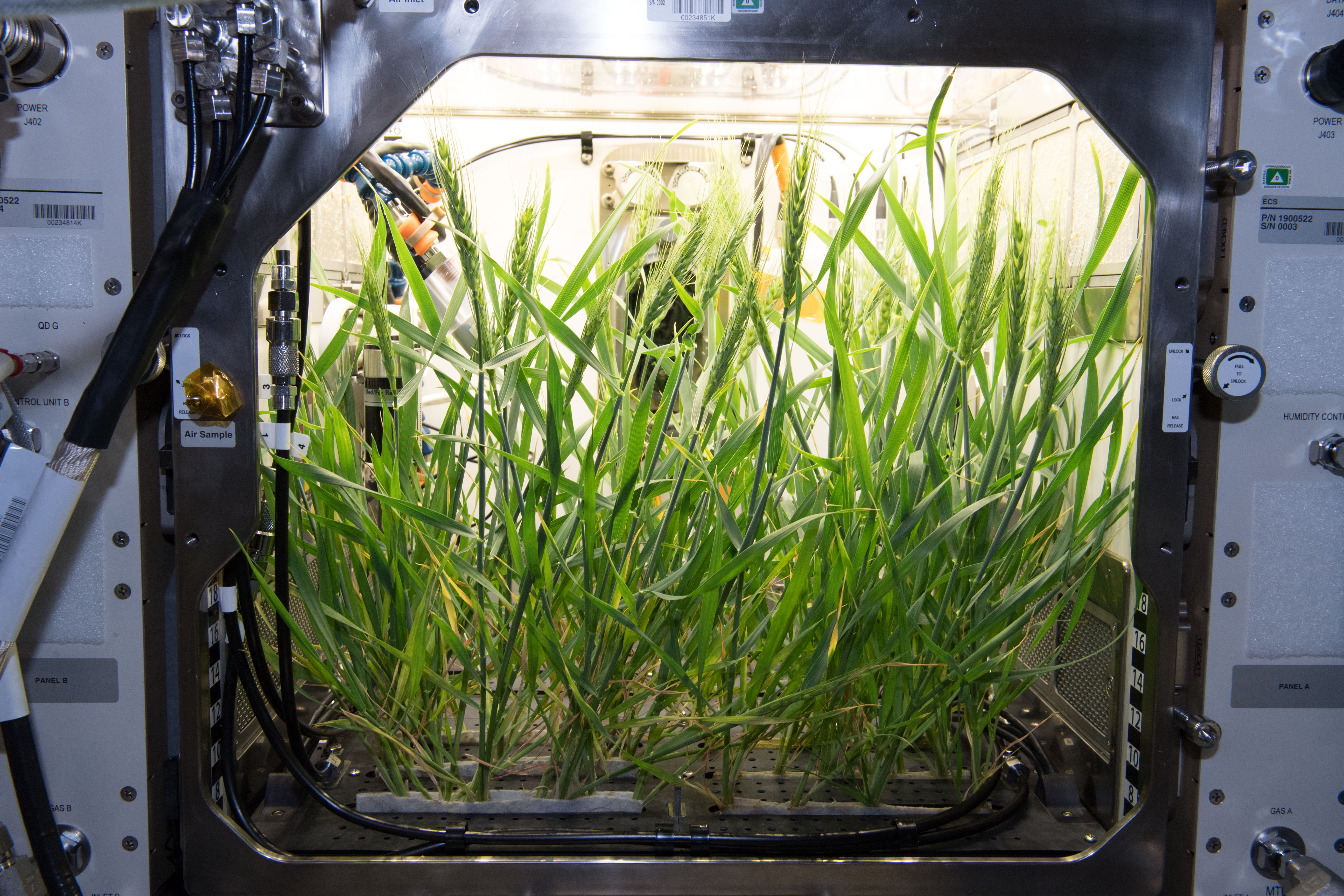 Giving Roots and Shoots Their Space: The Advanced Plant Habitat | NASA