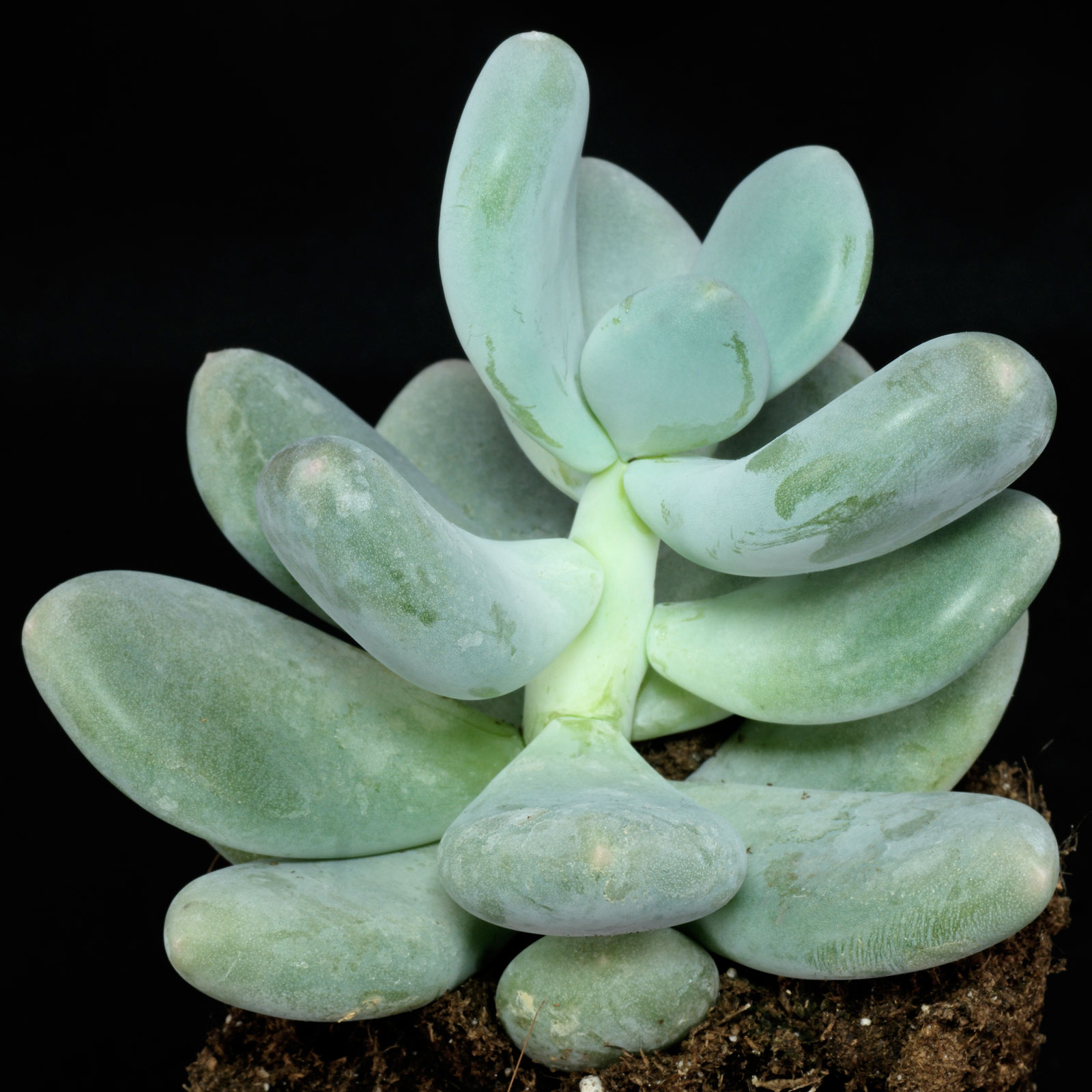 Pachyphytum oviferum – Plant – Plantslive – Buy Plants Online India