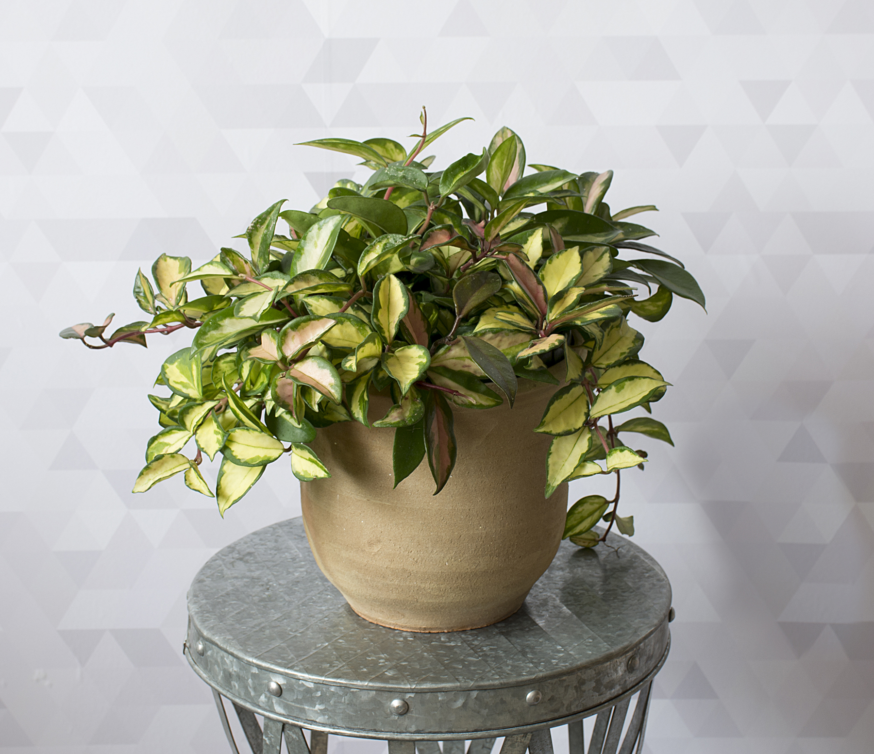 14 Hardy Houseplants That Will Survive the Winter | Real Simple
