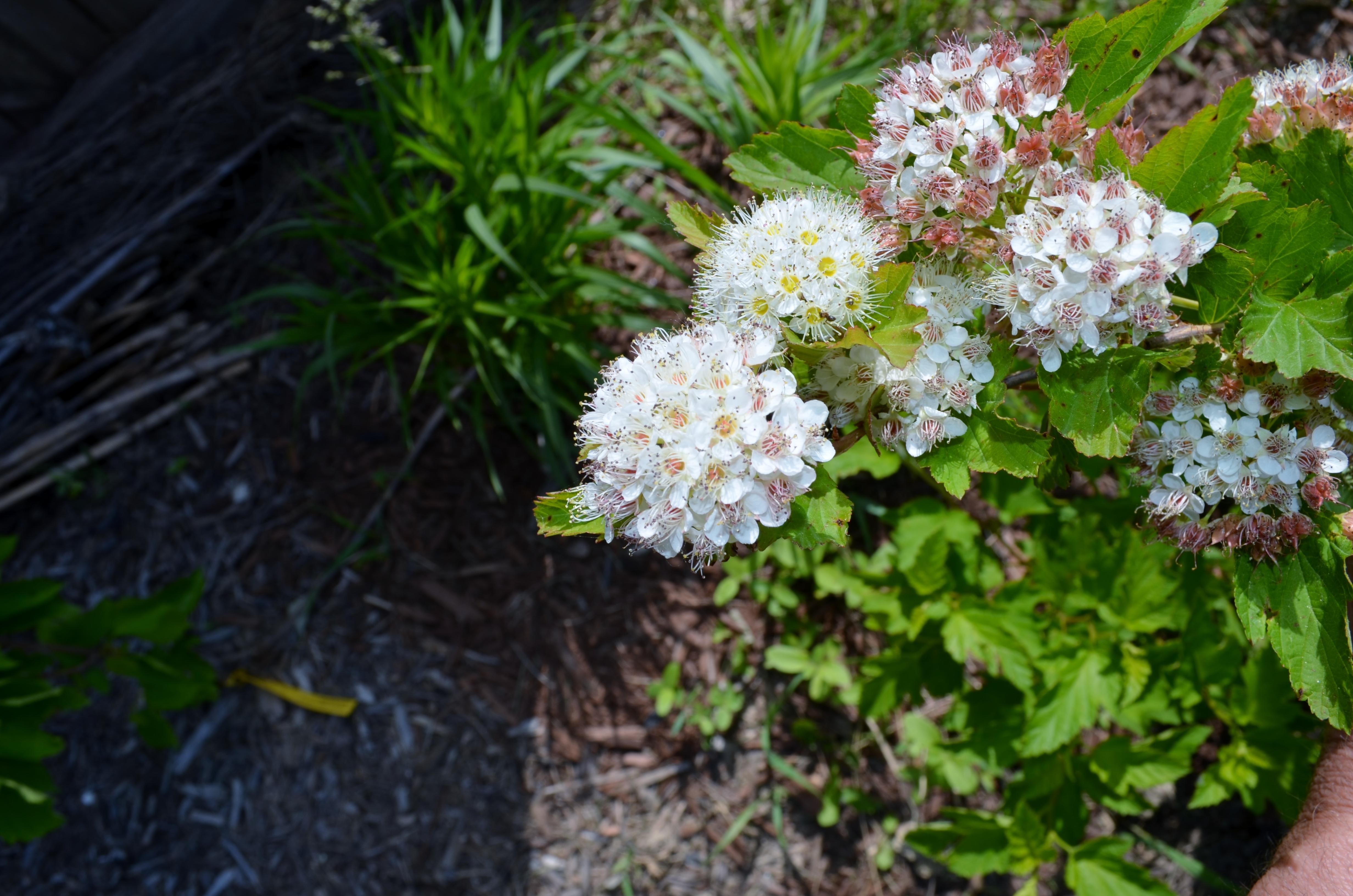 Native Plant: Ninebark shrub perfect for enticing pollinators ...