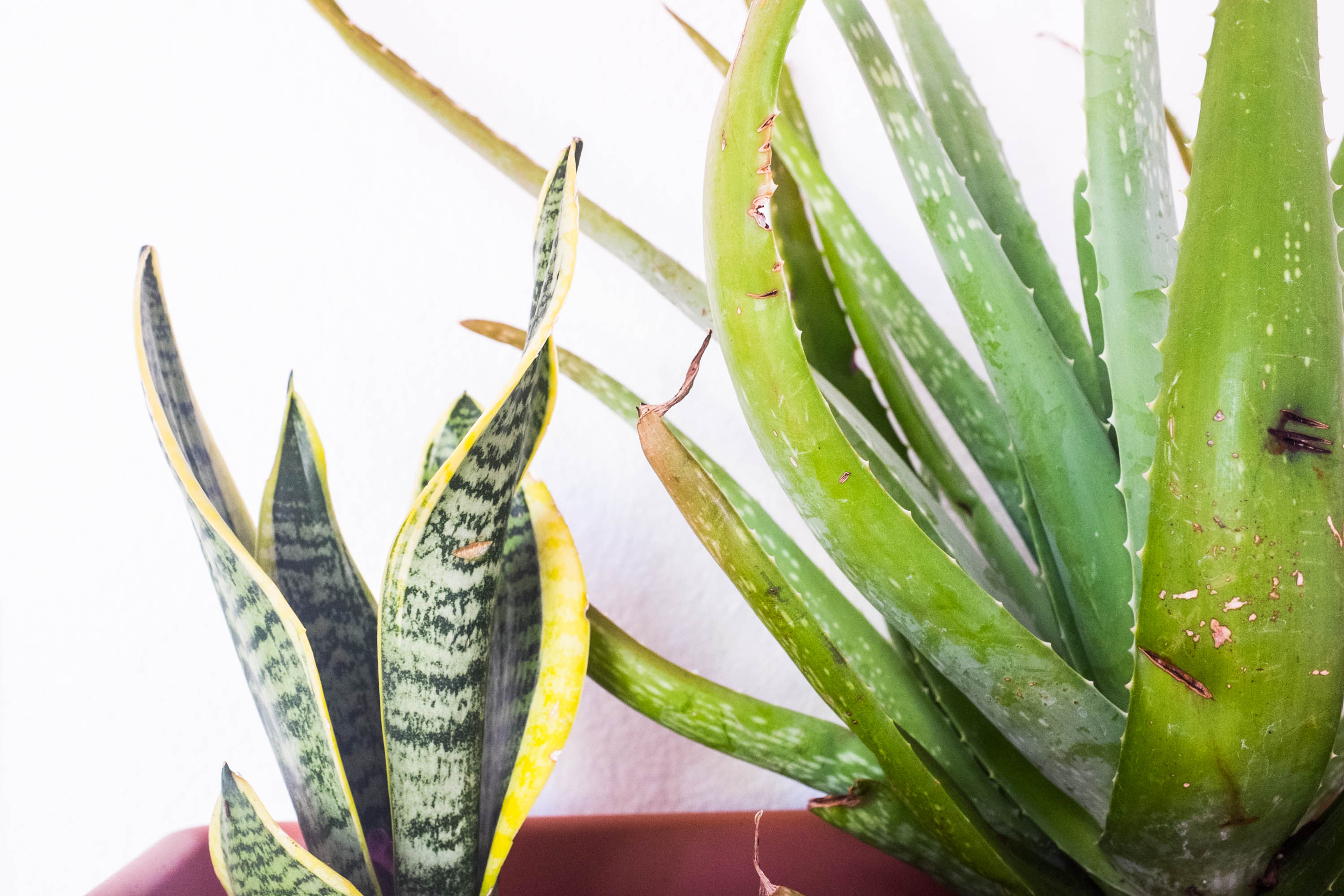 How to avoid killing your succulents: 7 tips