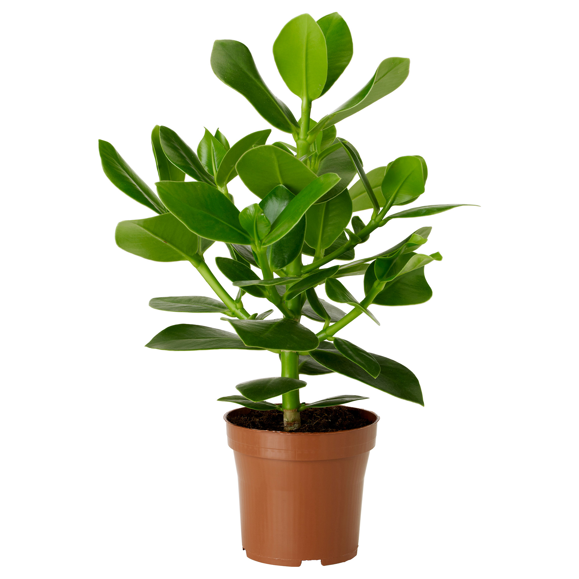 CLUSIA potted plant, Plants | IKEA Κύπρος