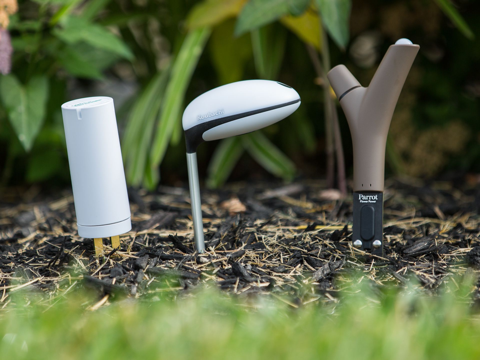 Three plant sensors want to be your garden assistant - CNET