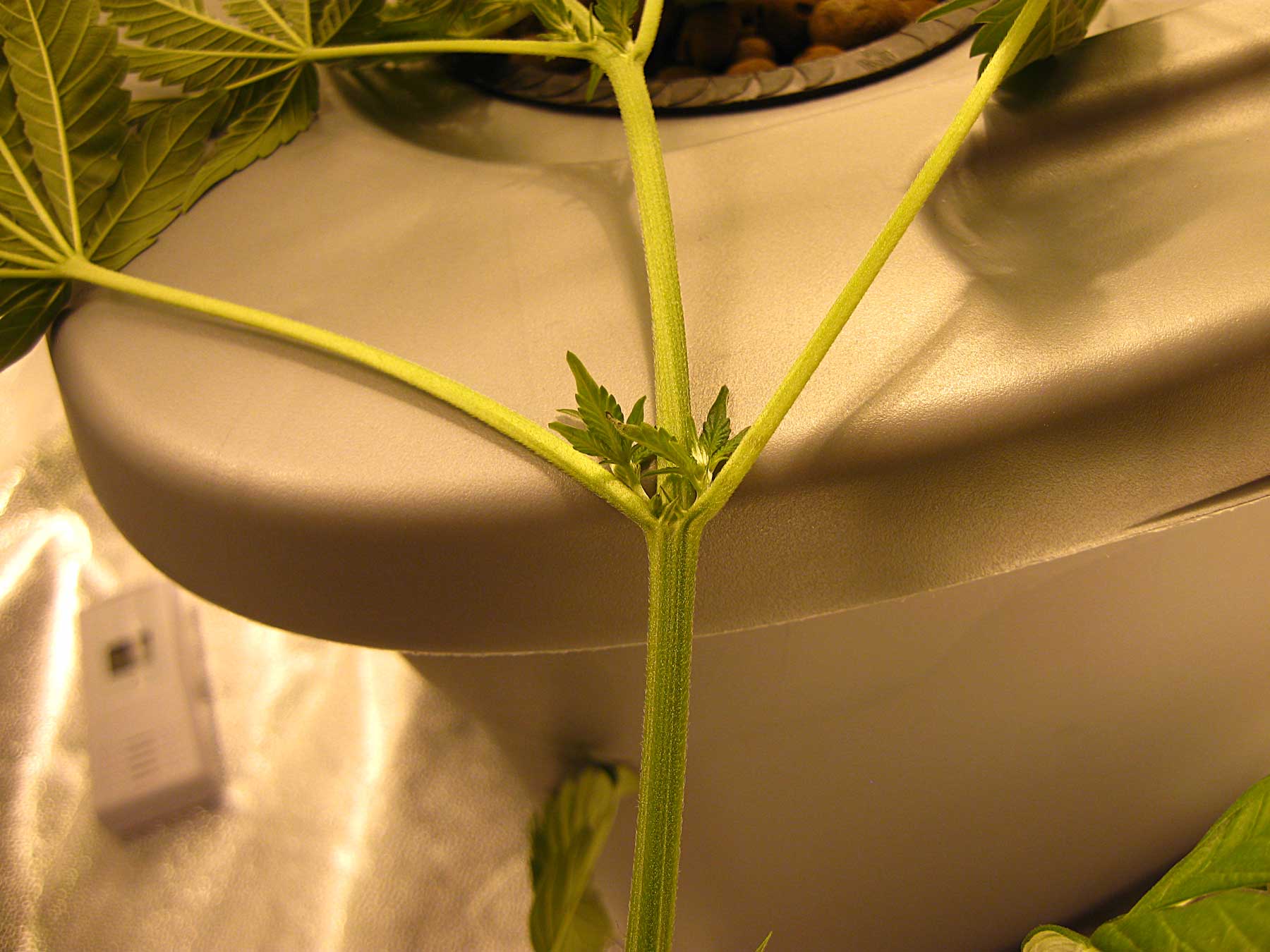 Male vs Female Cannabis Plants | Grow Weed Easy