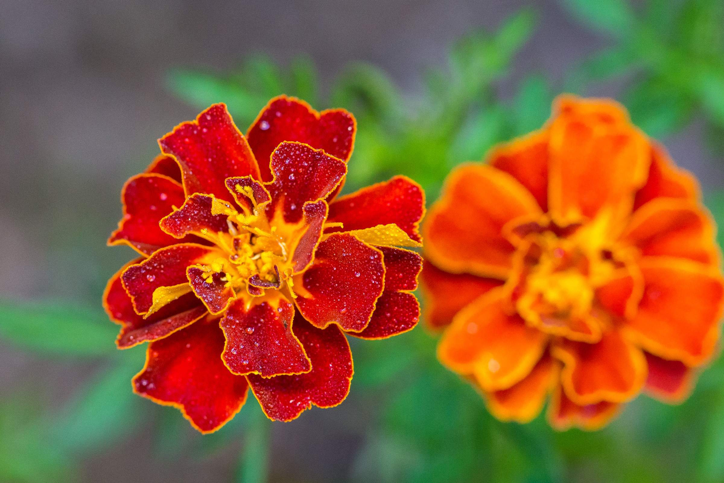How to Plant and Care For Marigolds | House Method