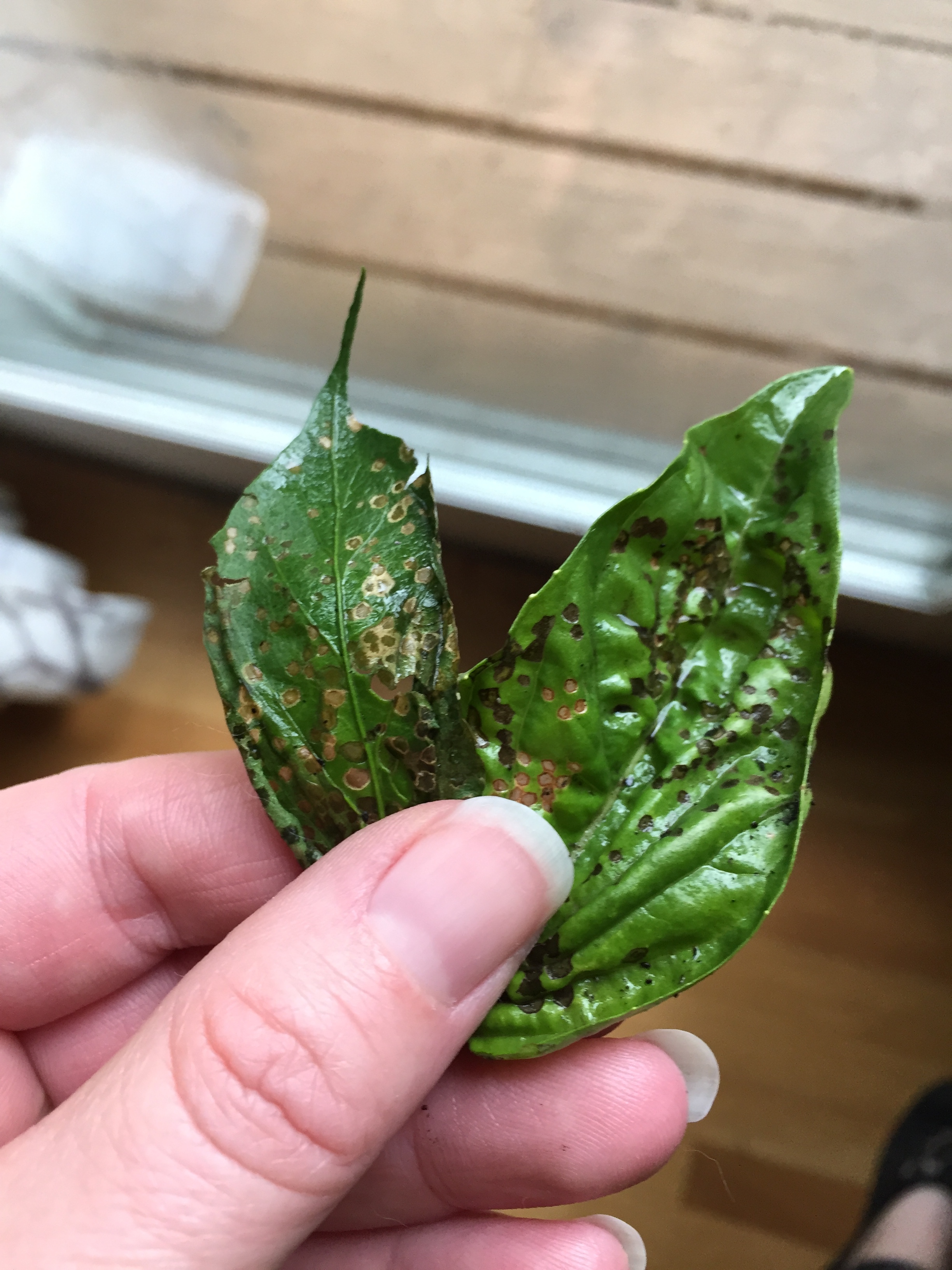 Black spots on basil and pepper plant - Ask an Expert