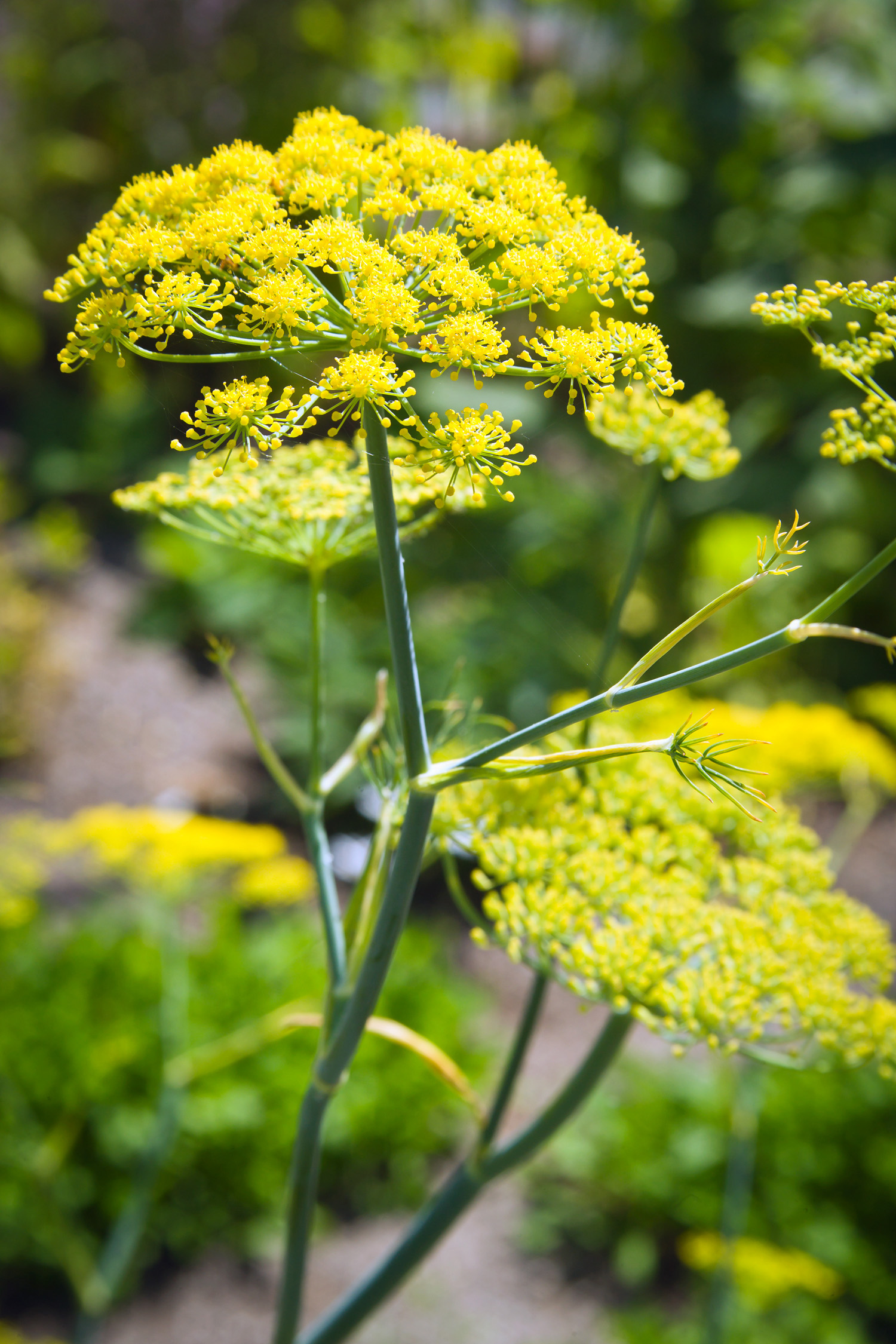 21 Best Plants for Pollinators - Sunset Magazine