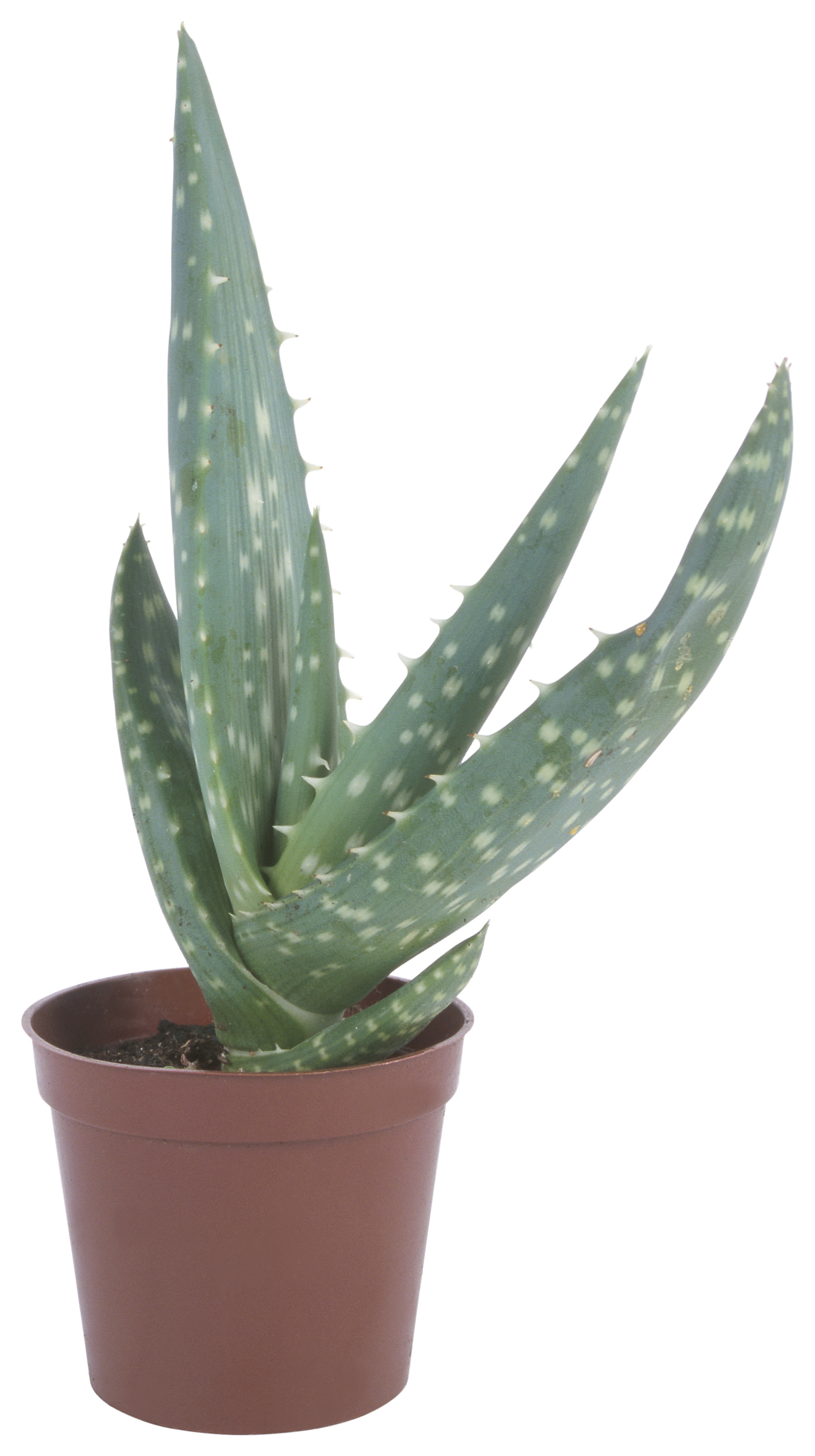 Why Is My Aloe Vera Plant Turning Brown? | Home Guides | SF Gate