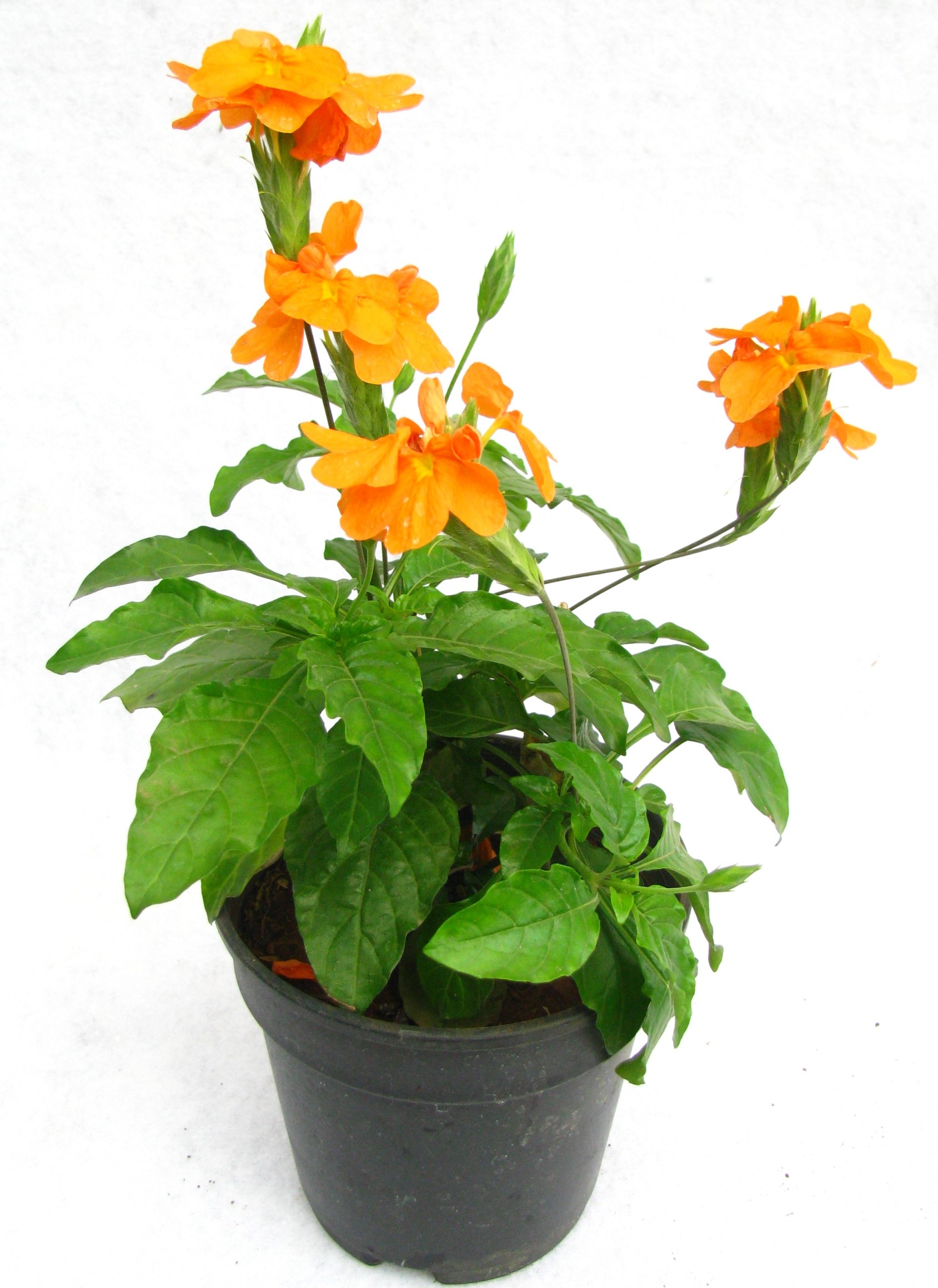 Buy Aboli Flower Plant (Pack of 3) Online at best Prices in India ...