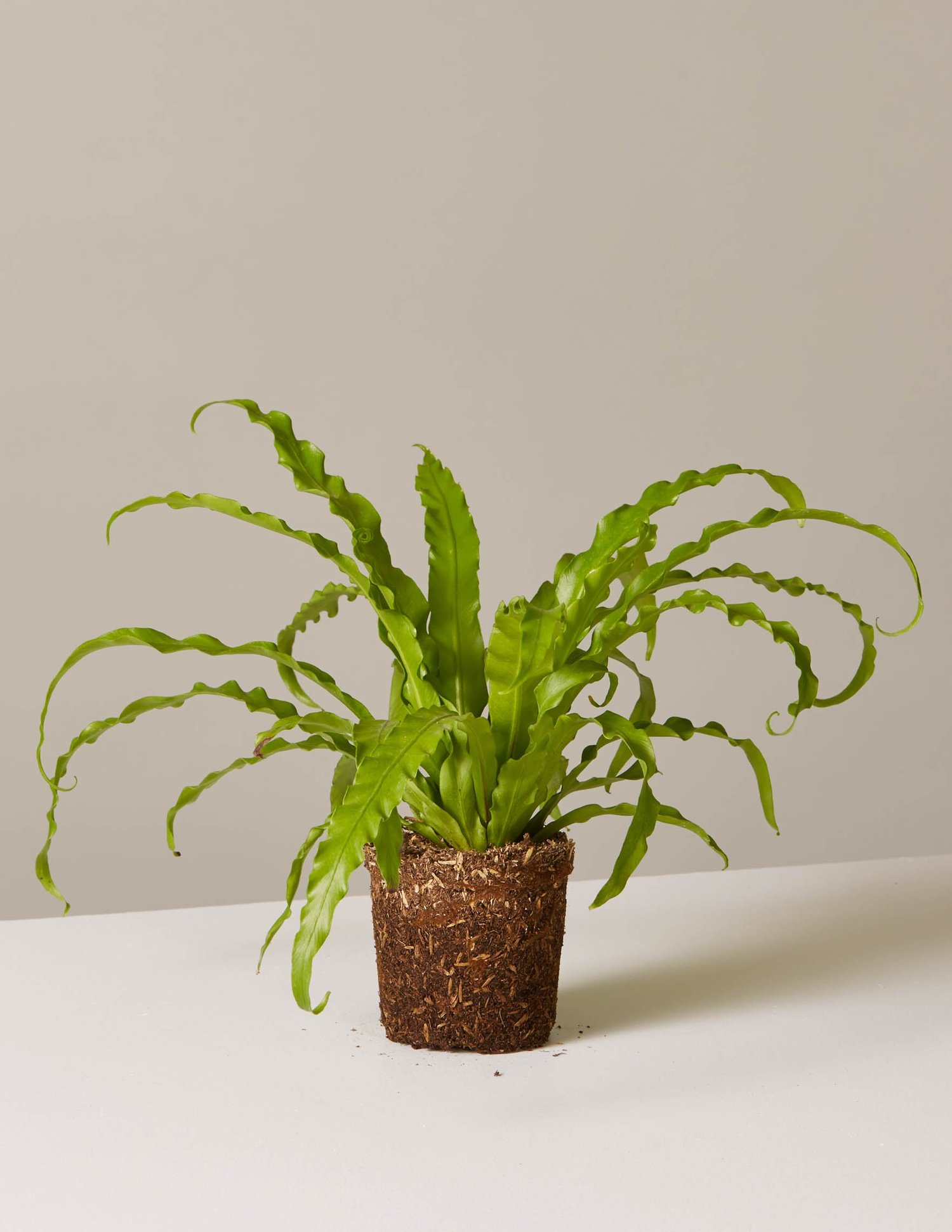 Plants for Beginners | Indoor Plants, Delivered – The Sill