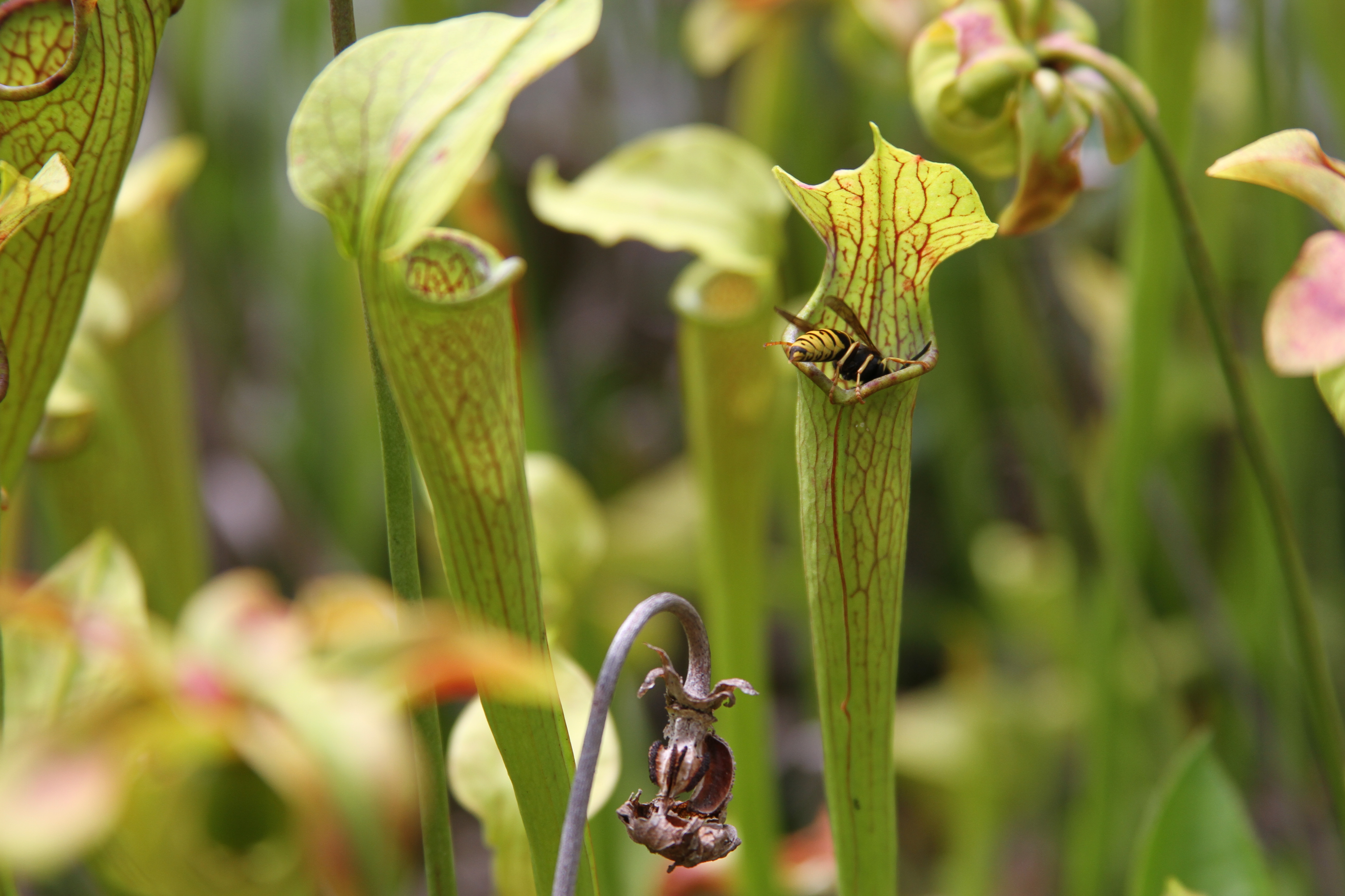 Carnivorous plants aren't as cool as you think | Popular Science