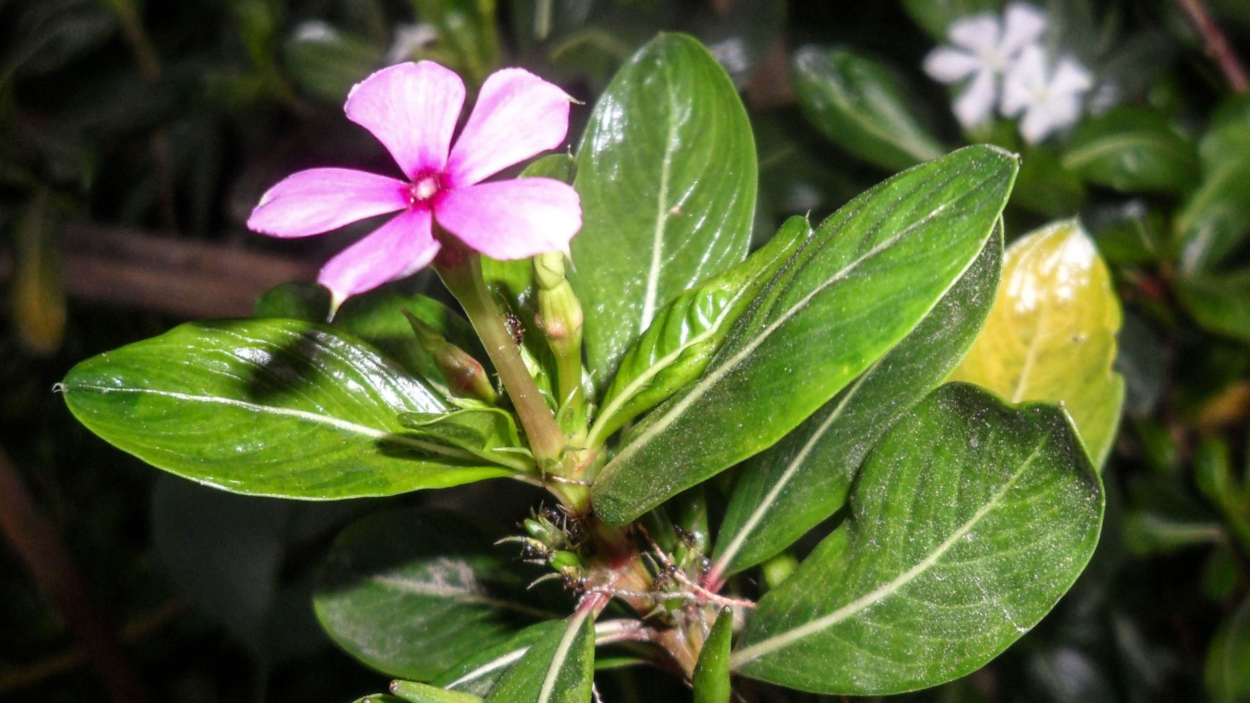 LIFE SAVING FLOWER PLANT USE IN CHEMOTHERAPY - PERIWINKLE - जीवन ...